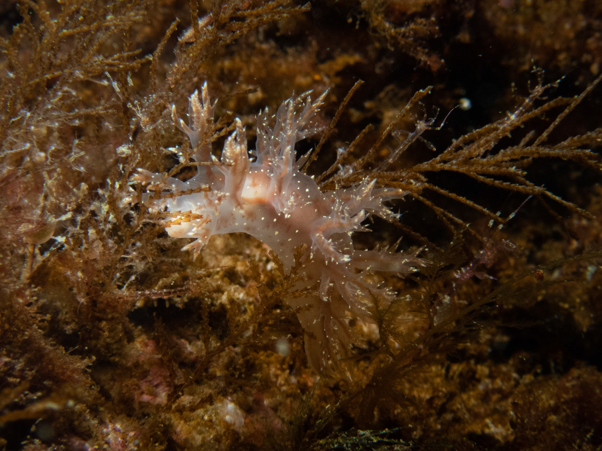 Dendronotus frondosus climbing through the algae