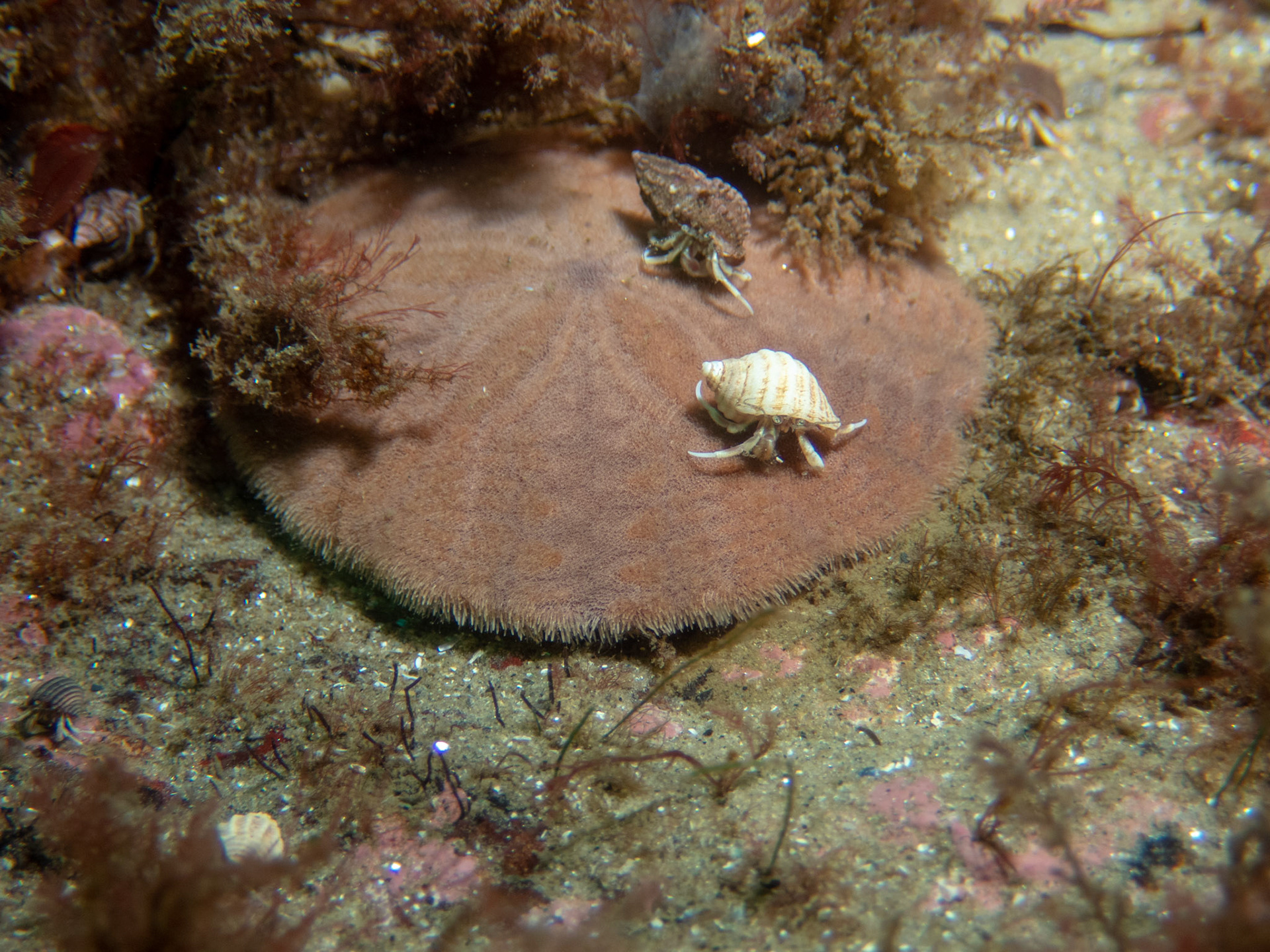 Hermit crabs hitching a ride on a sand dollar
