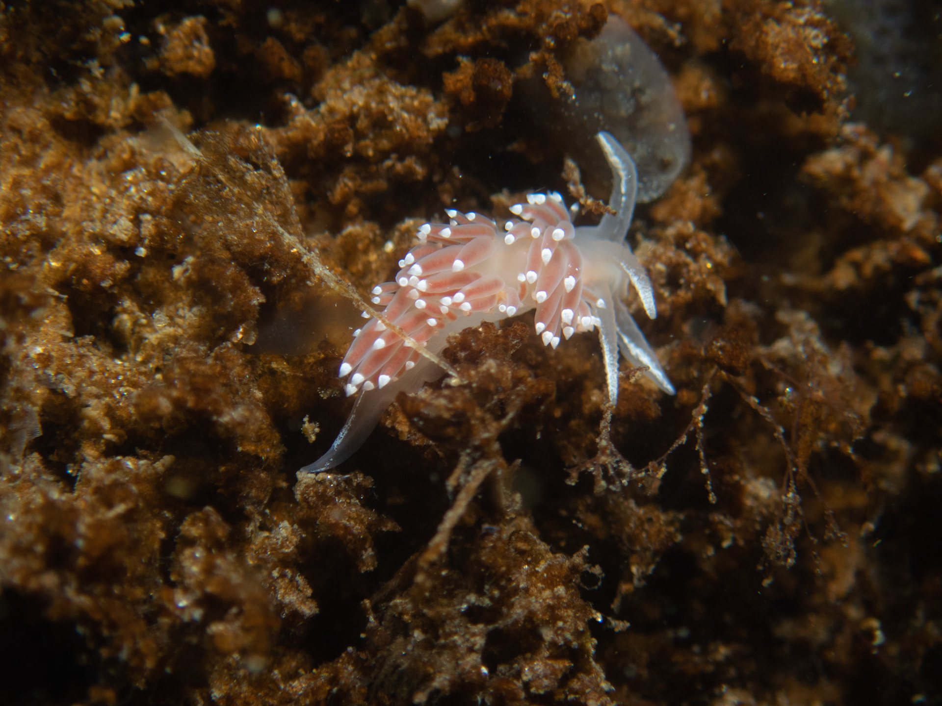 Red-finger aeolis