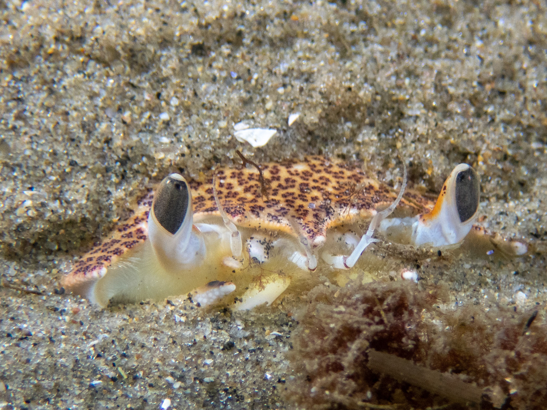 Ocellate Lady Crab peeking out of the sand
