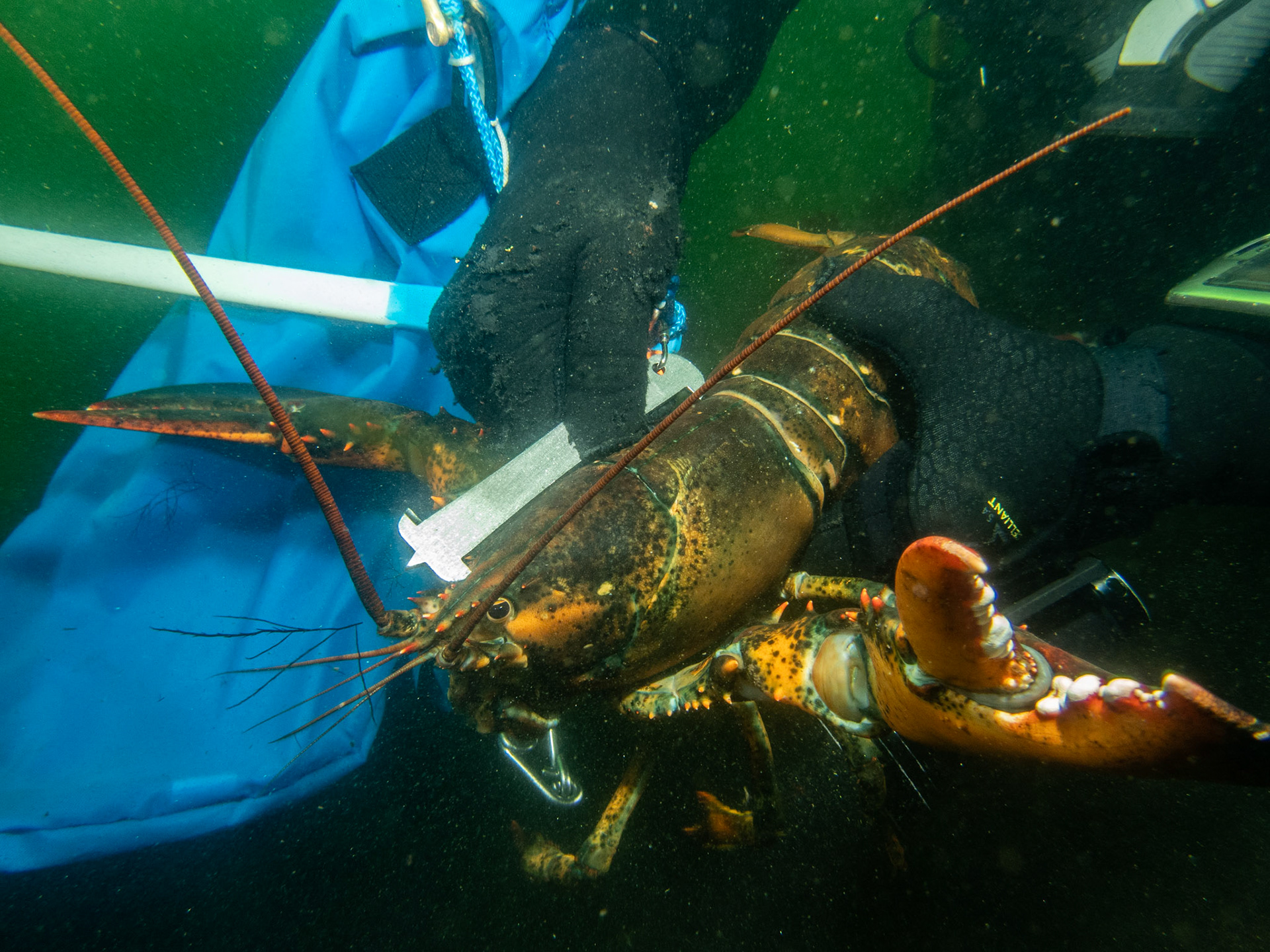 Large lobstah