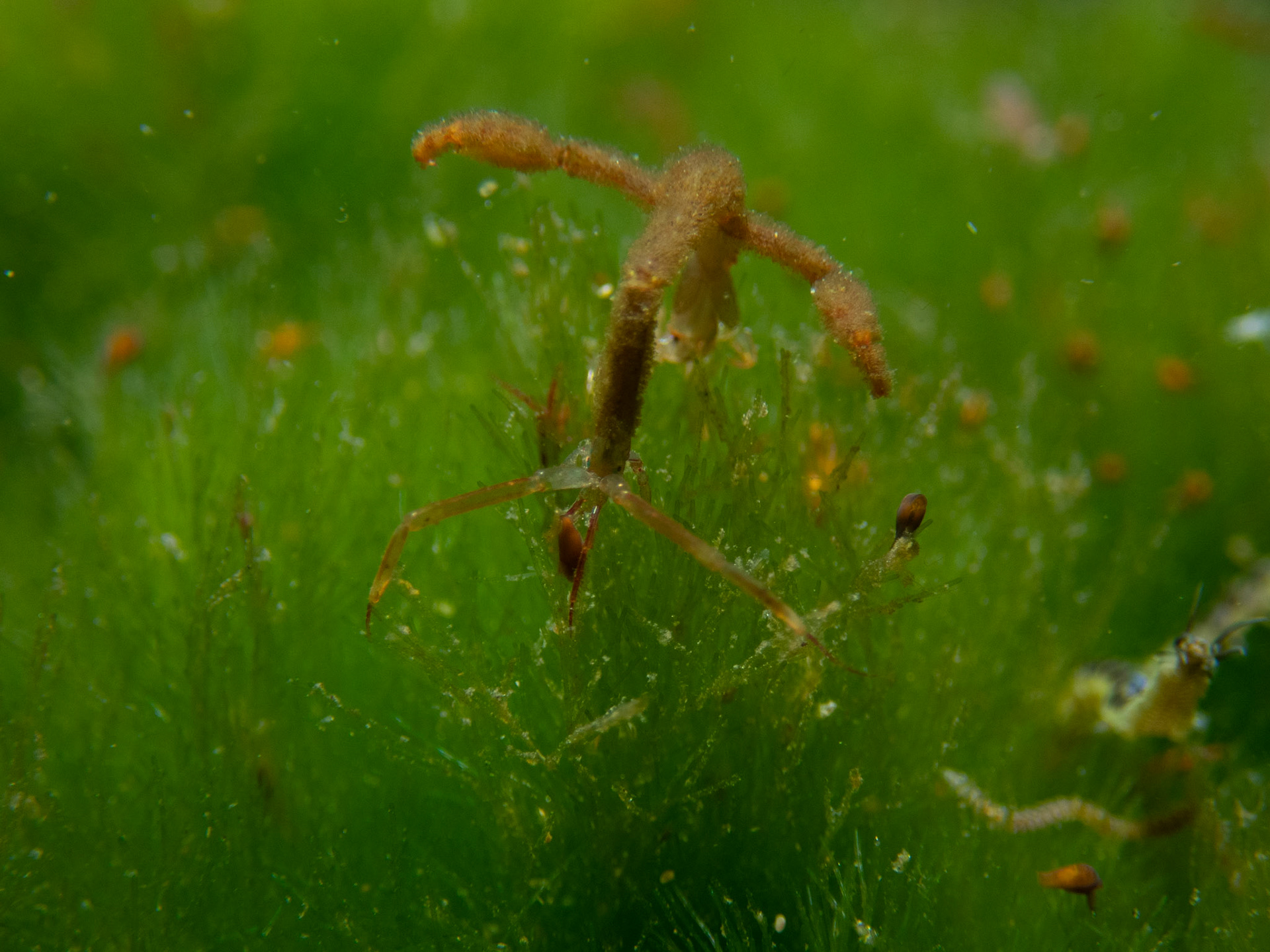 Skeleton Shrimp