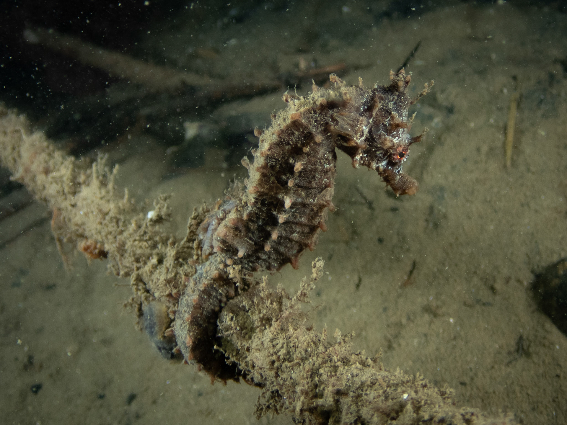 Lined Seahorse