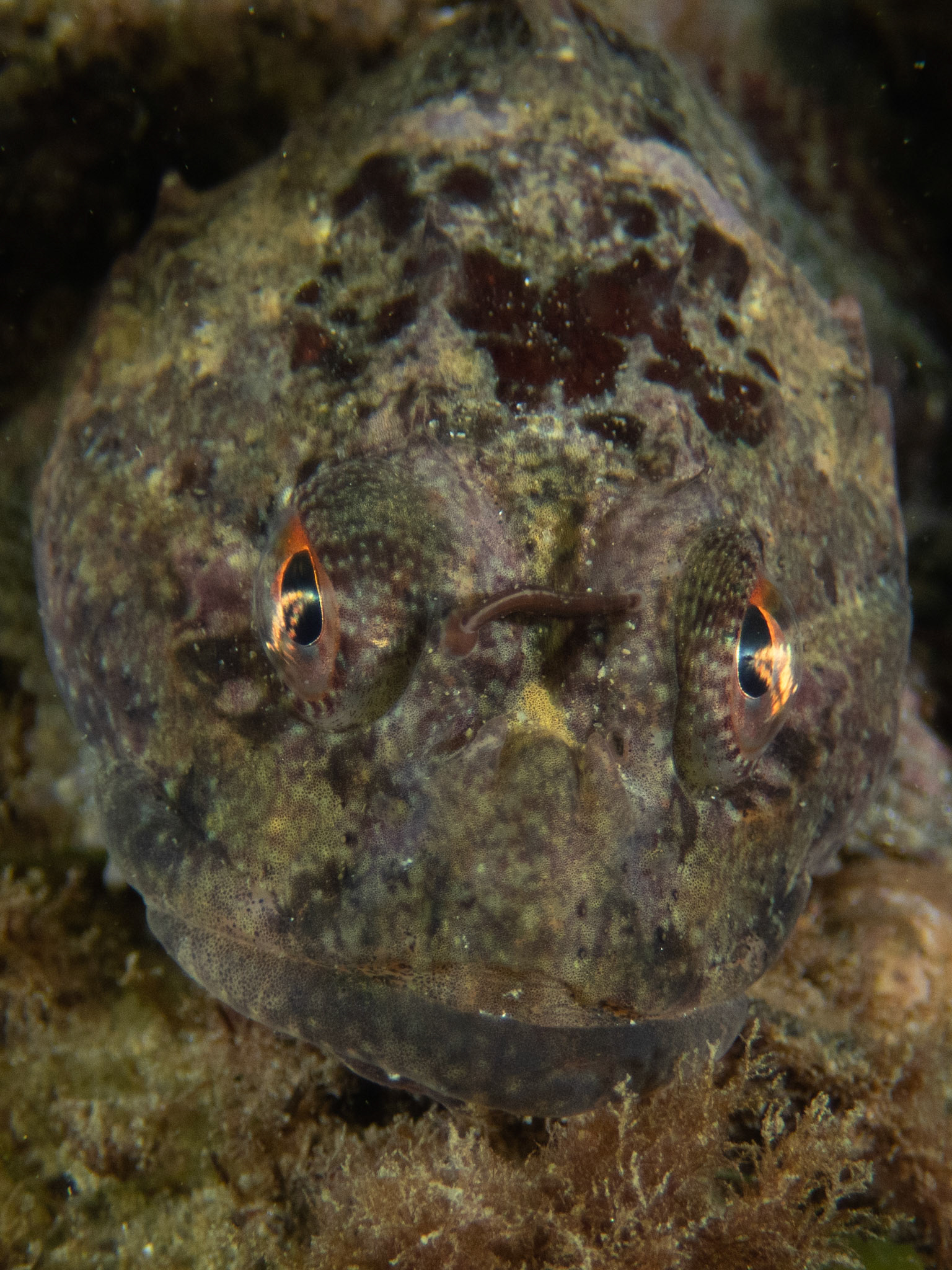 Shorthorn Sculpin