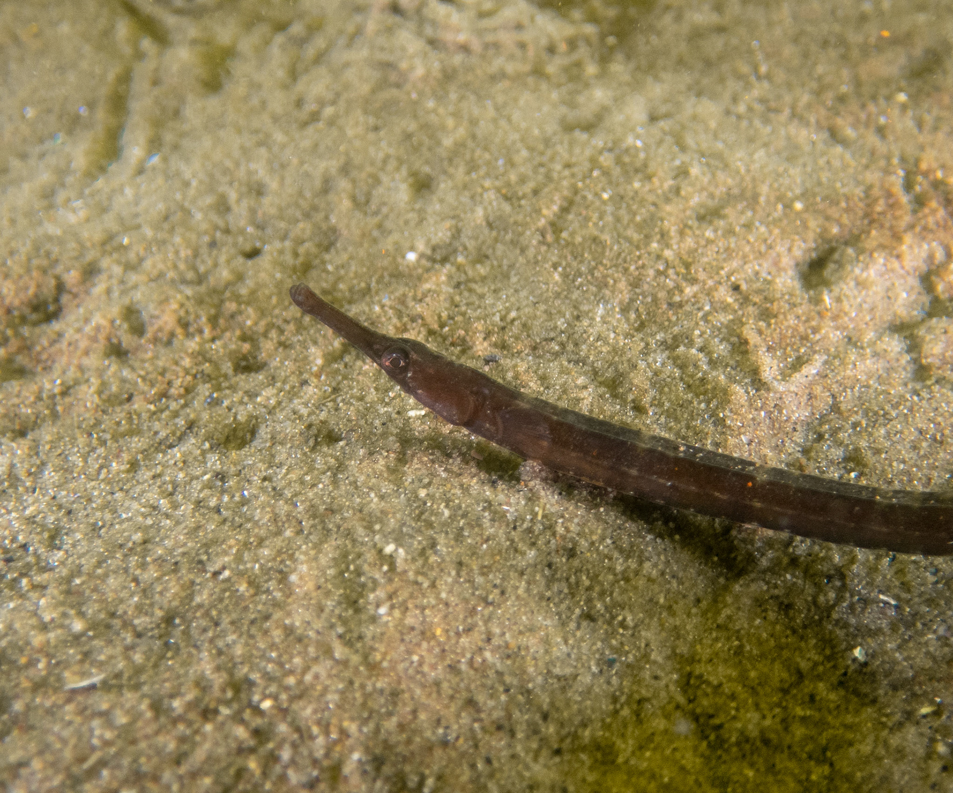 Northern pipefish