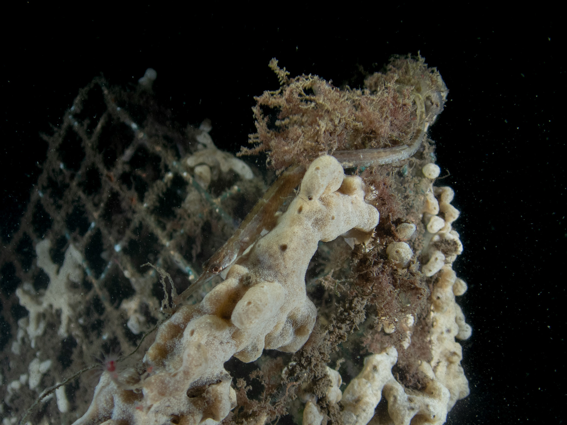 Northern pipefish on a grate