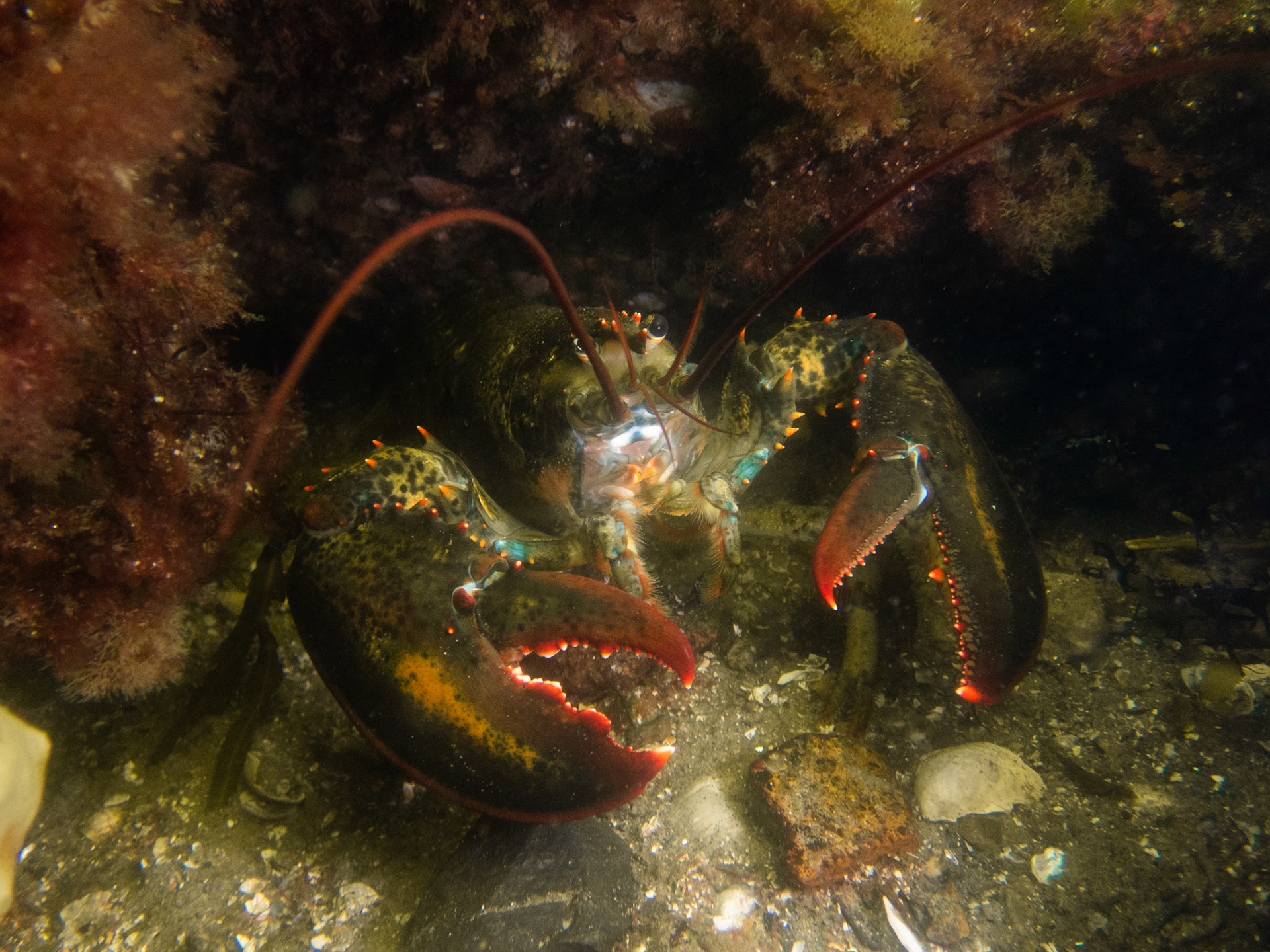 'Murican Lobster