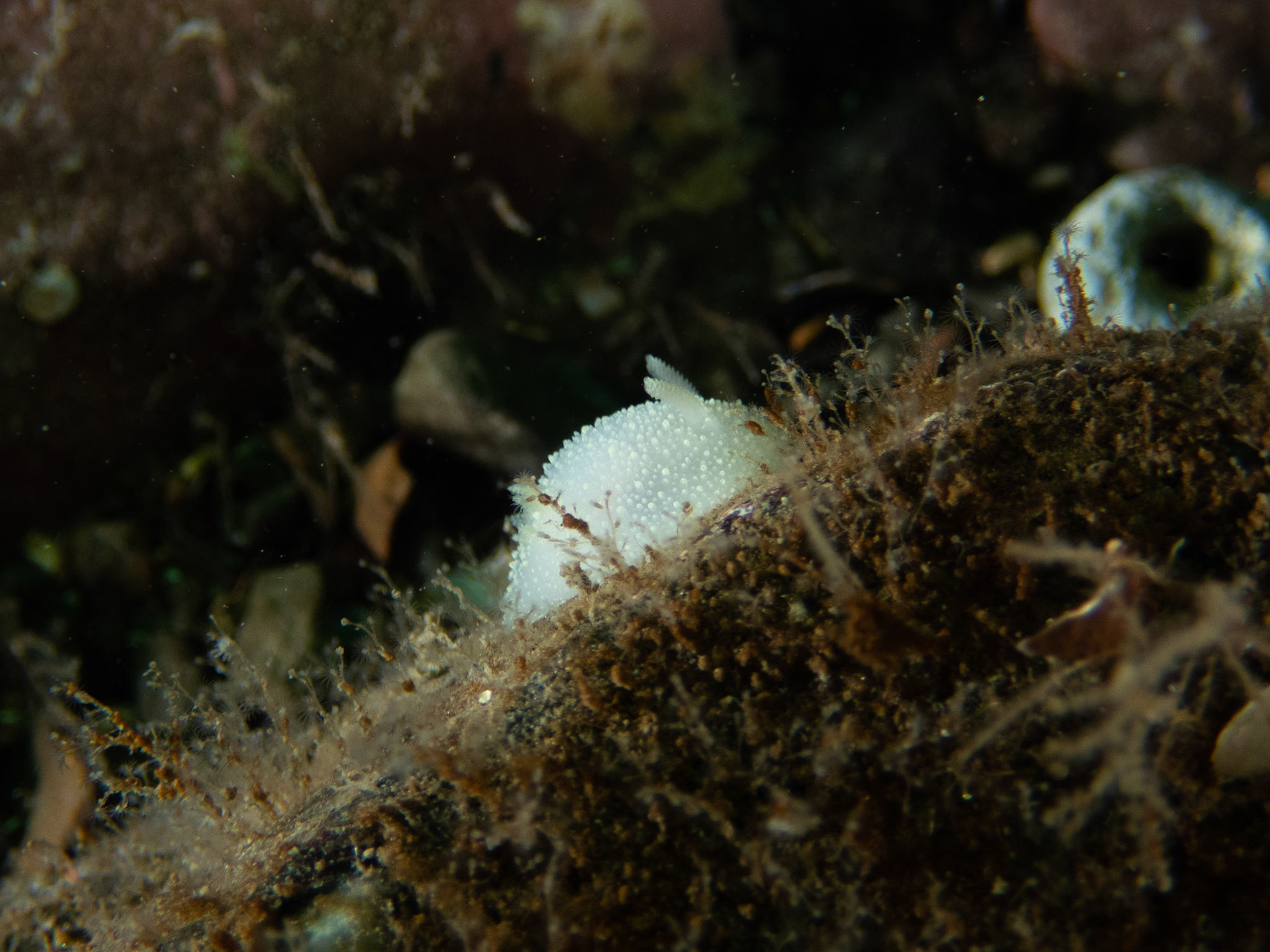 White Atlantic Cadlina?