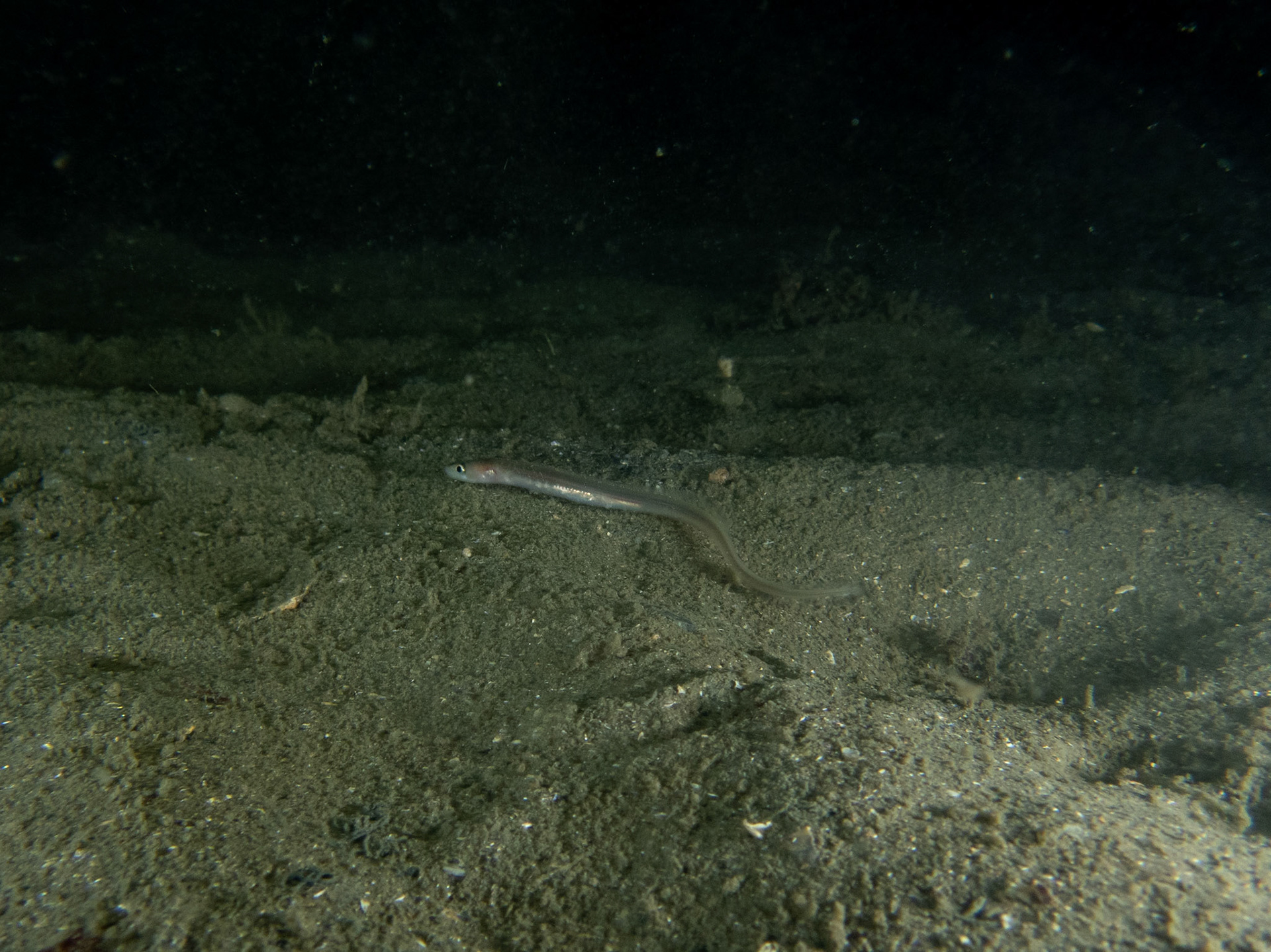 Juvenile eel?