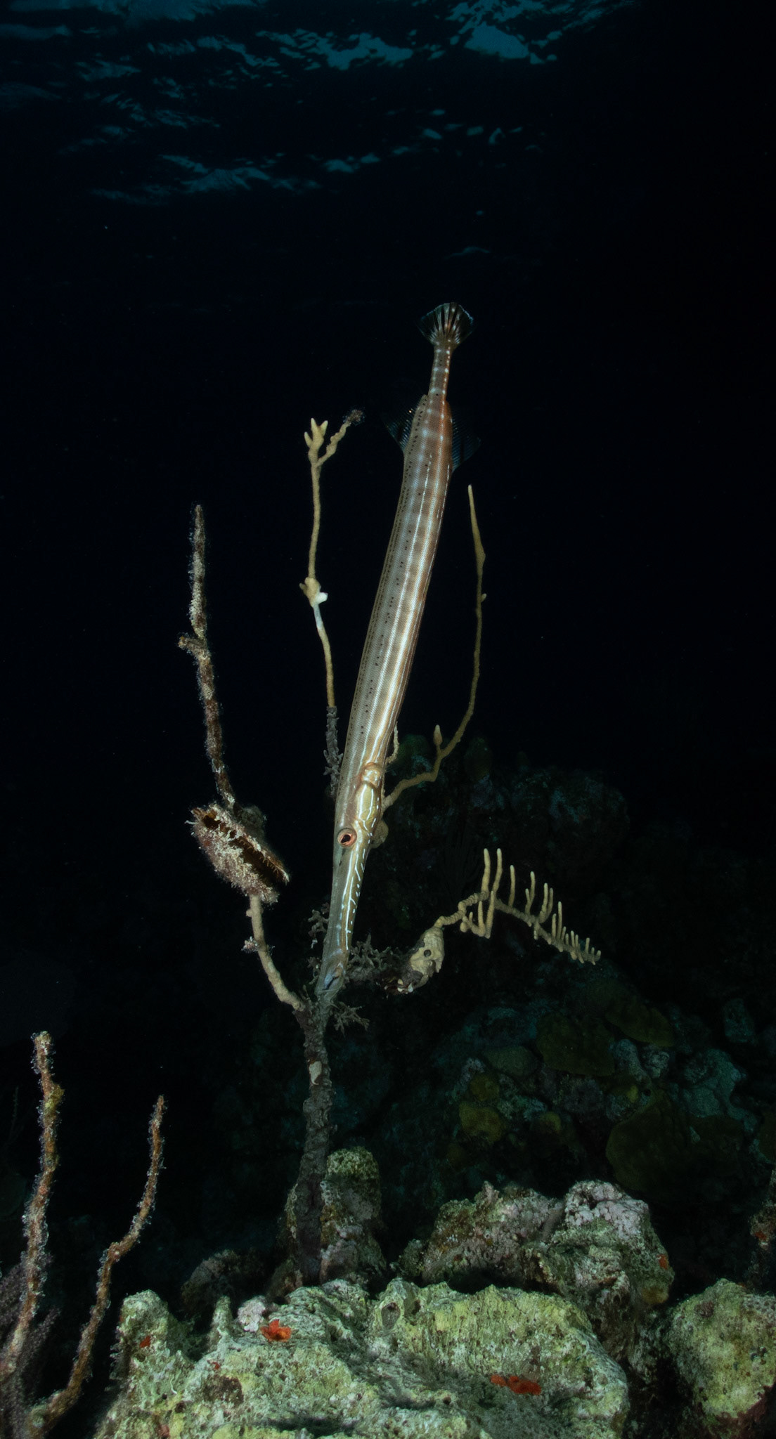 Trumpetfish