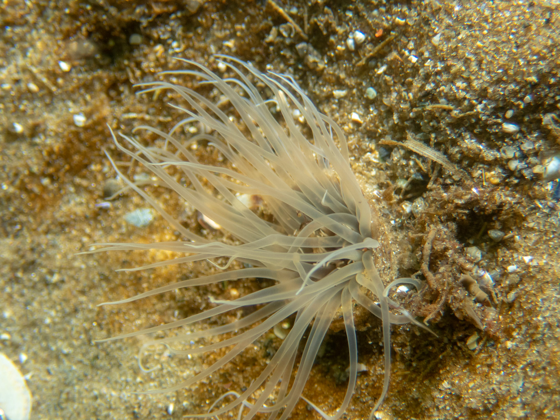 Northern Cerianthid in white