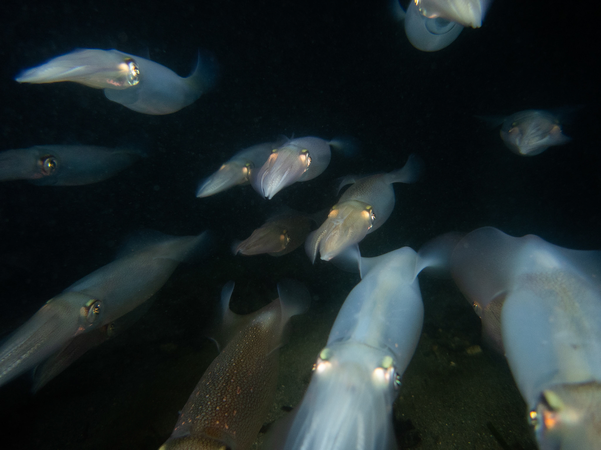 Longfin Squid in formation