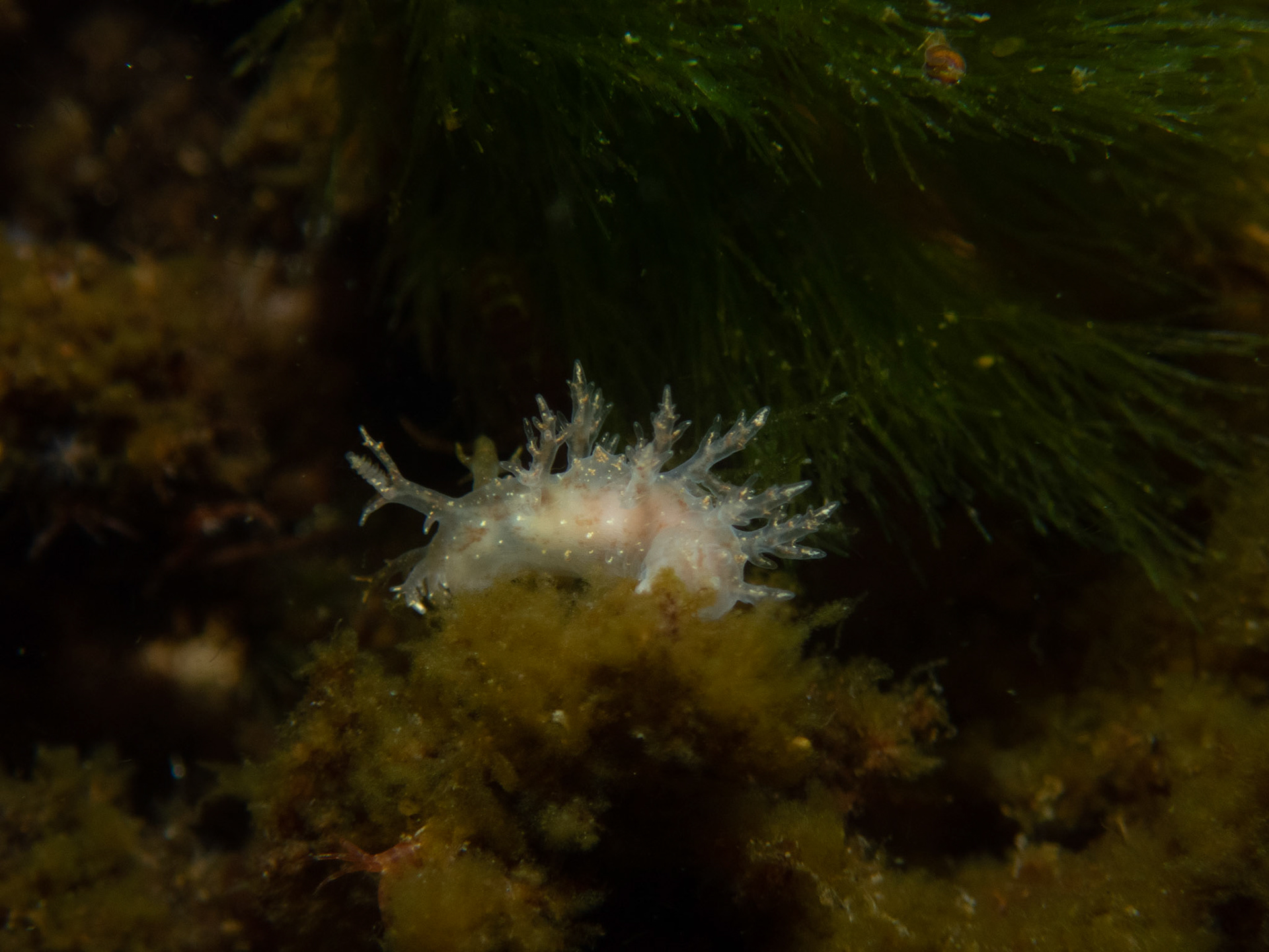 Dendronotus frondosus