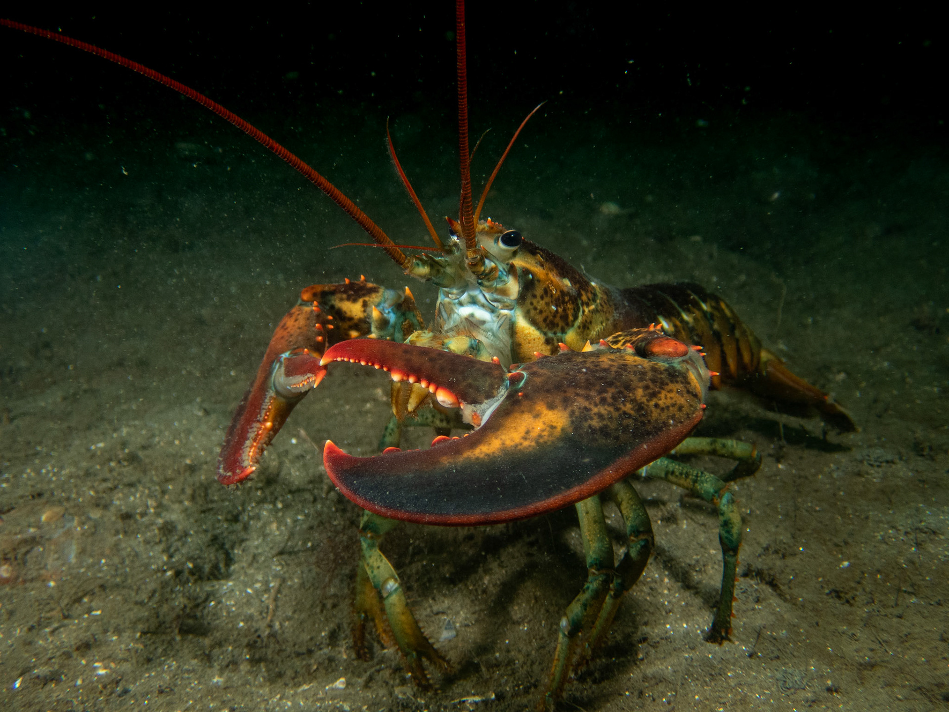 American lobster