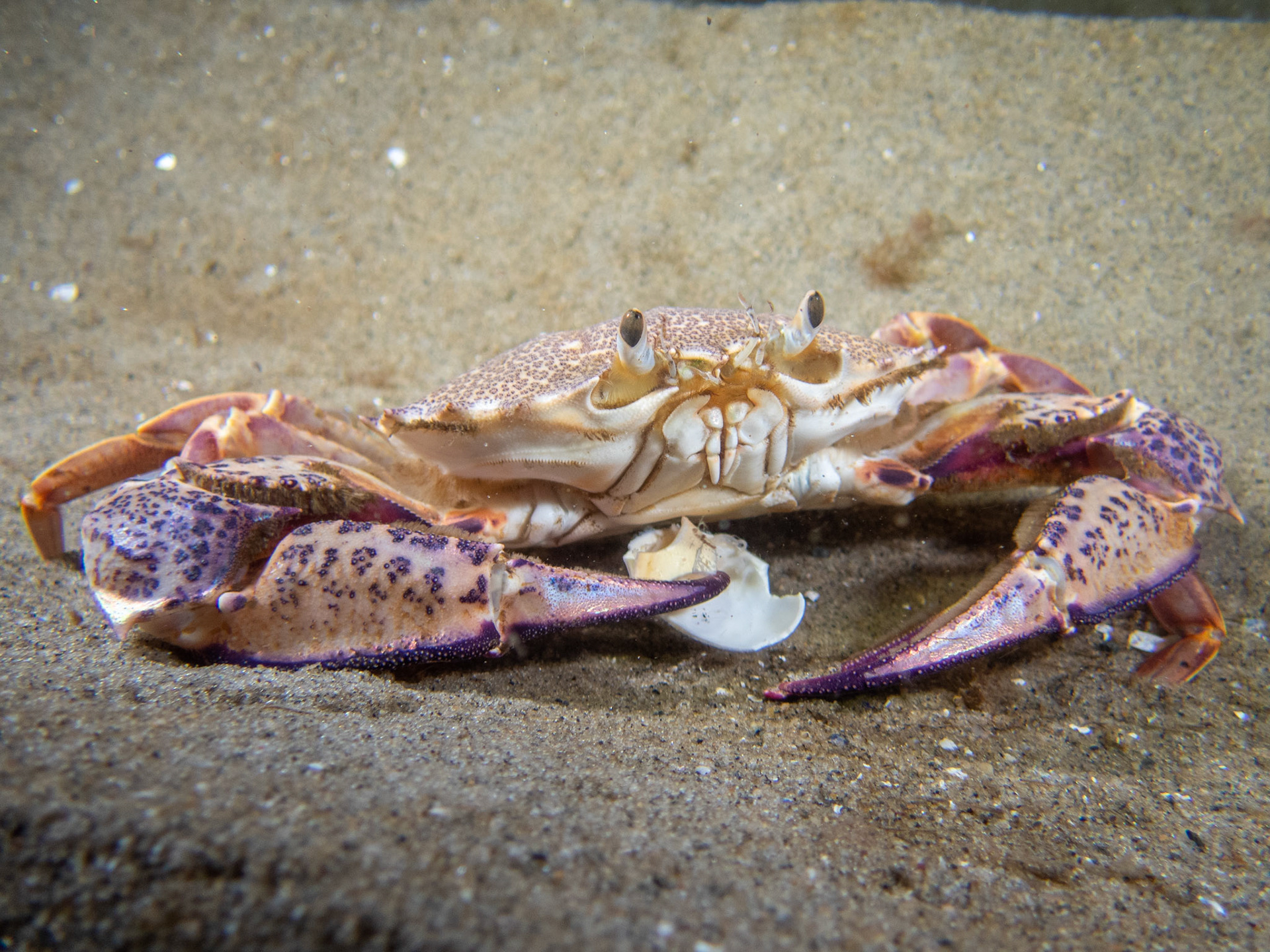 Ocellate Lady Crab