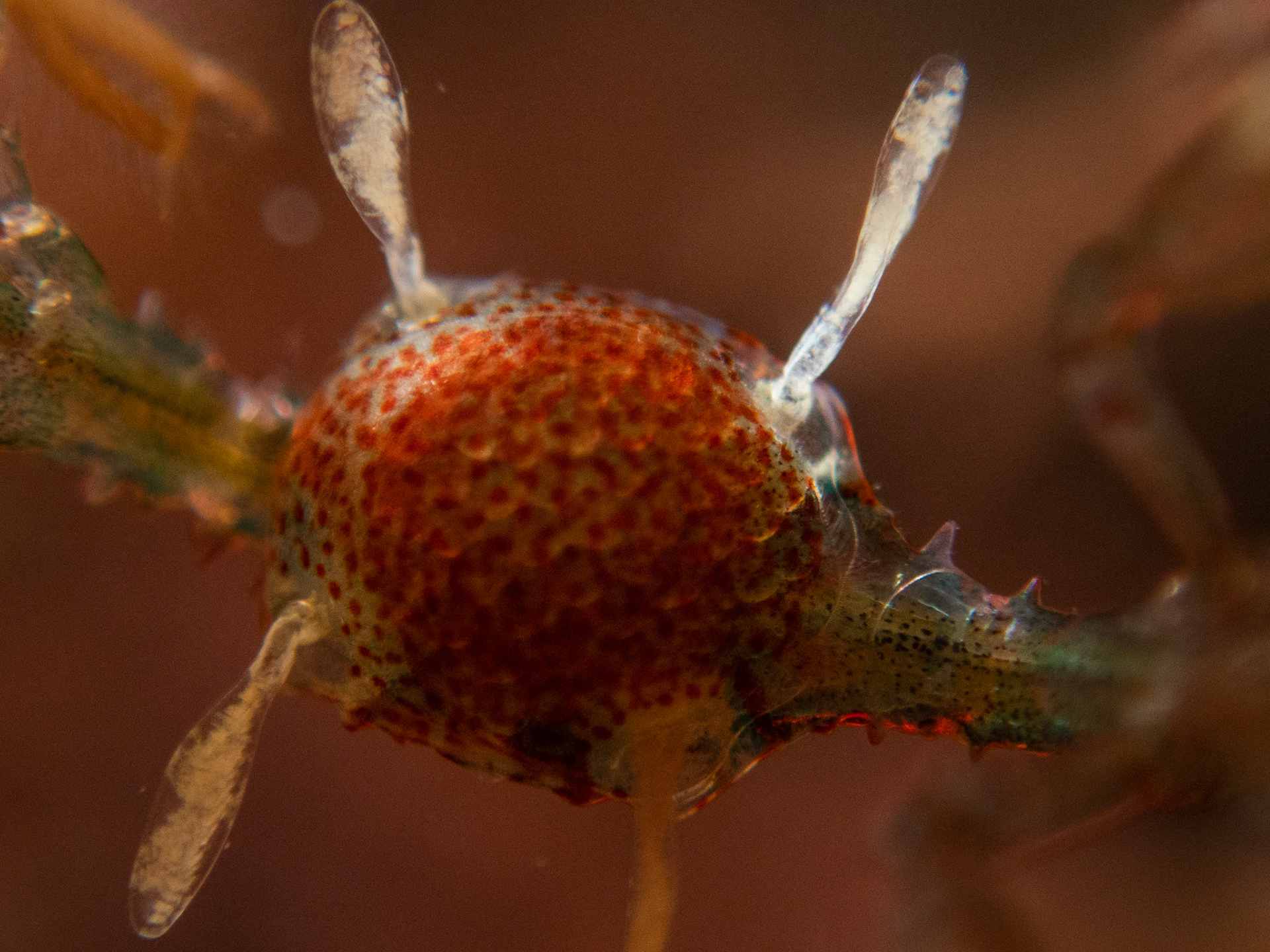 Close-up of the next generation of skeleton shrimp