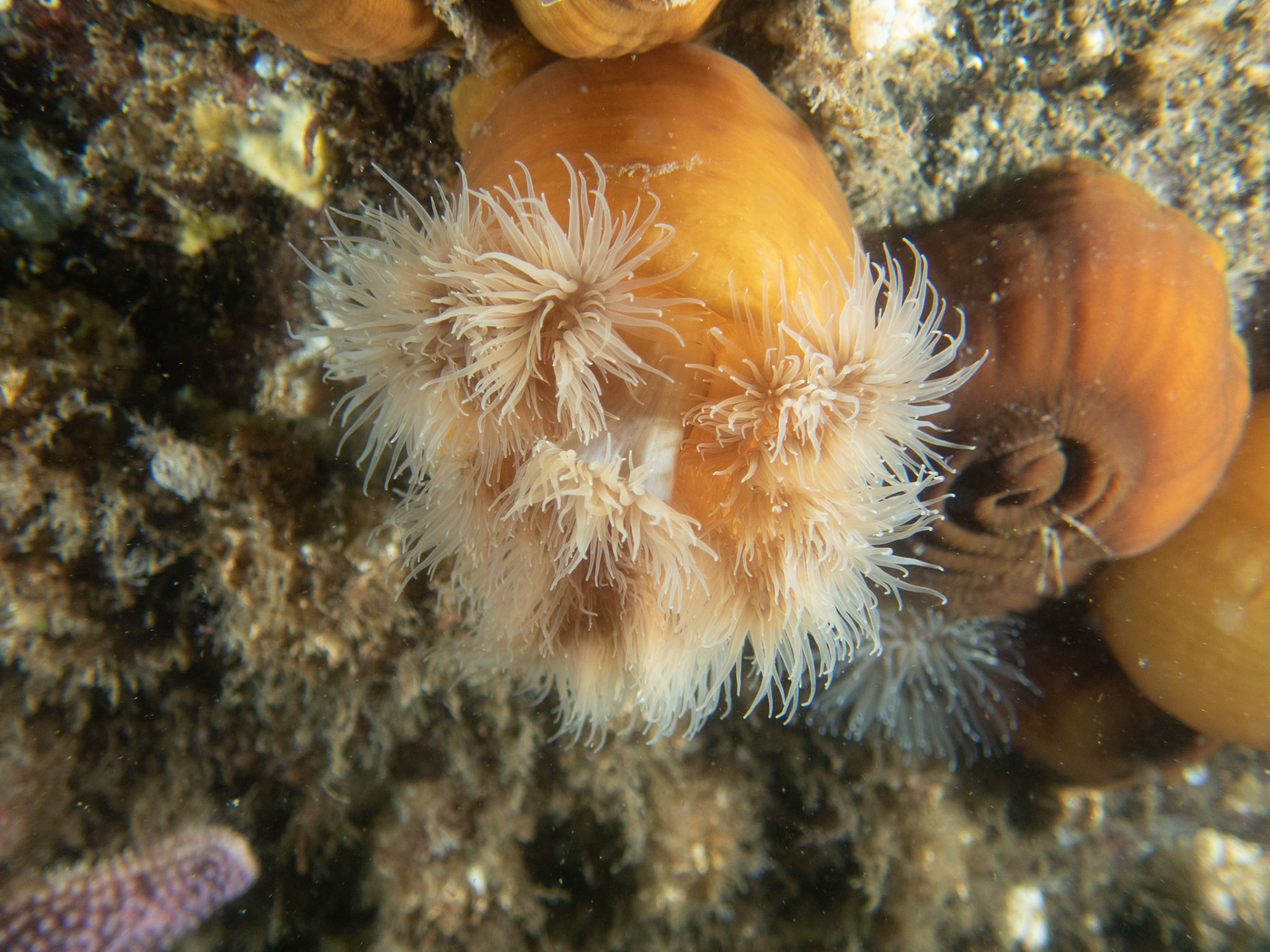 Frilled anemone on the overhang