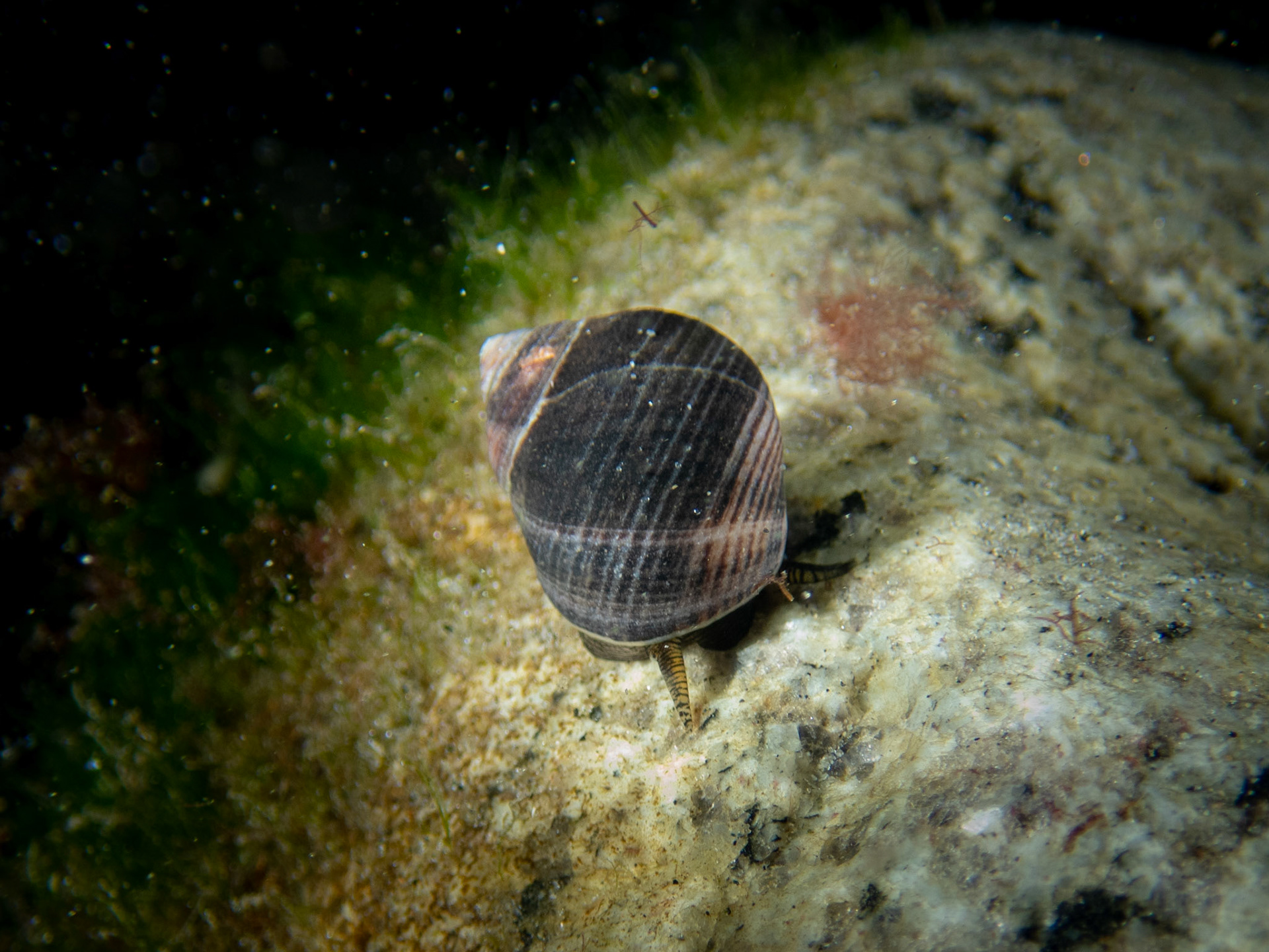Common Periwinkle