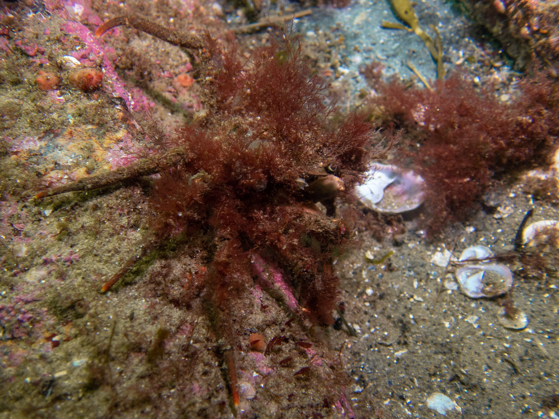 Decorator crab on the move