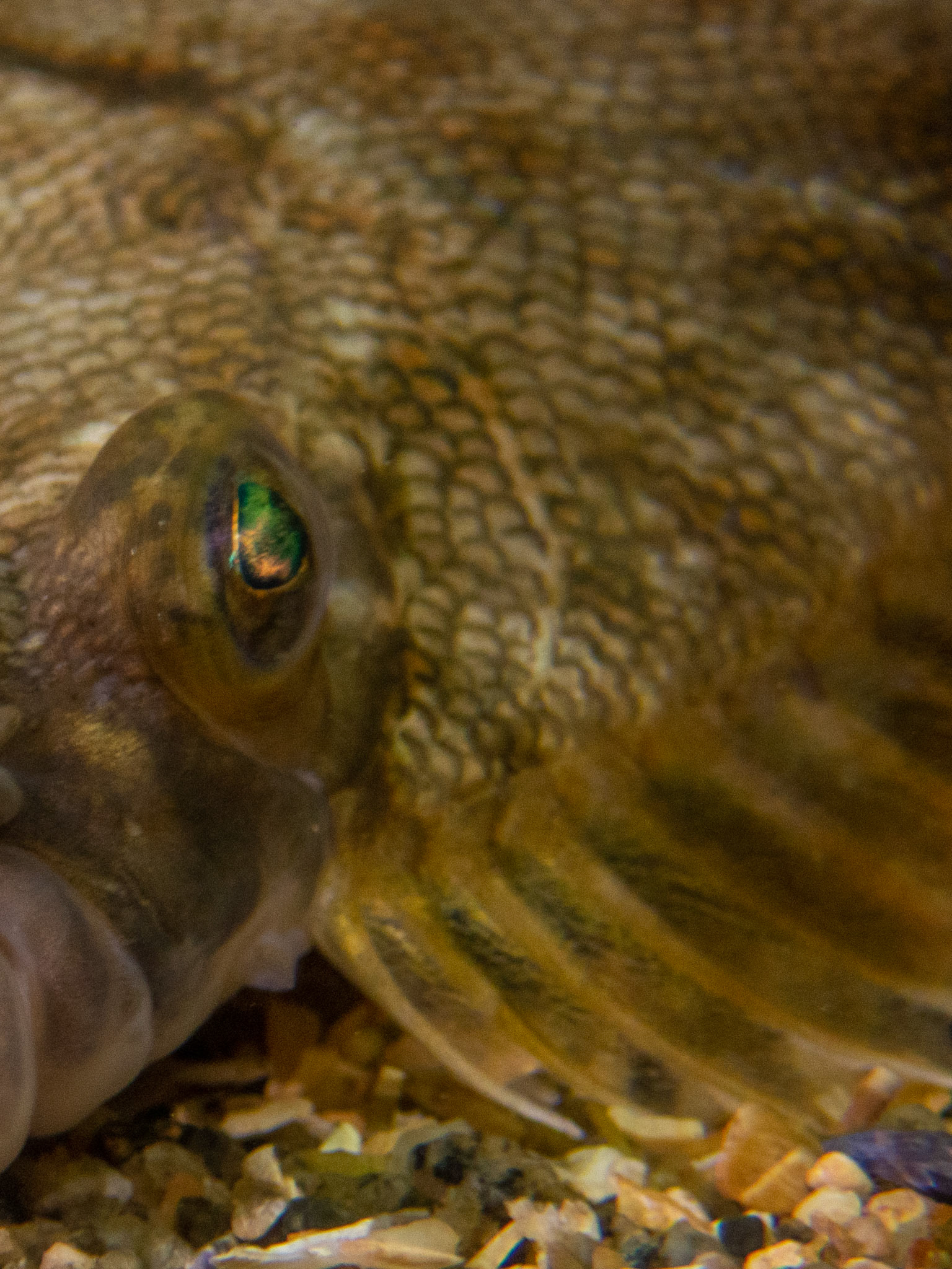 Right flounder