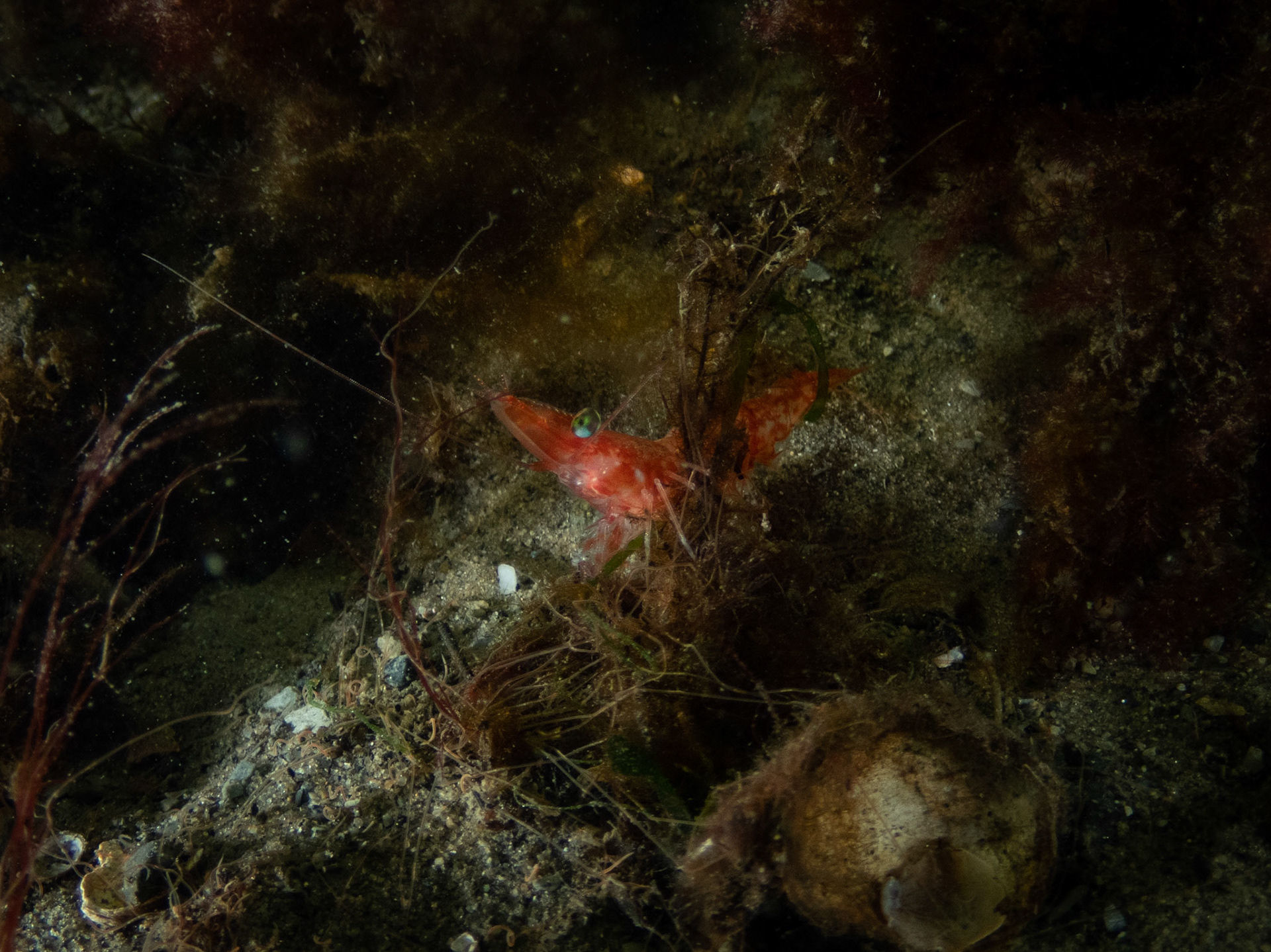 Aesop shrimp? This thing was a couple inches in size