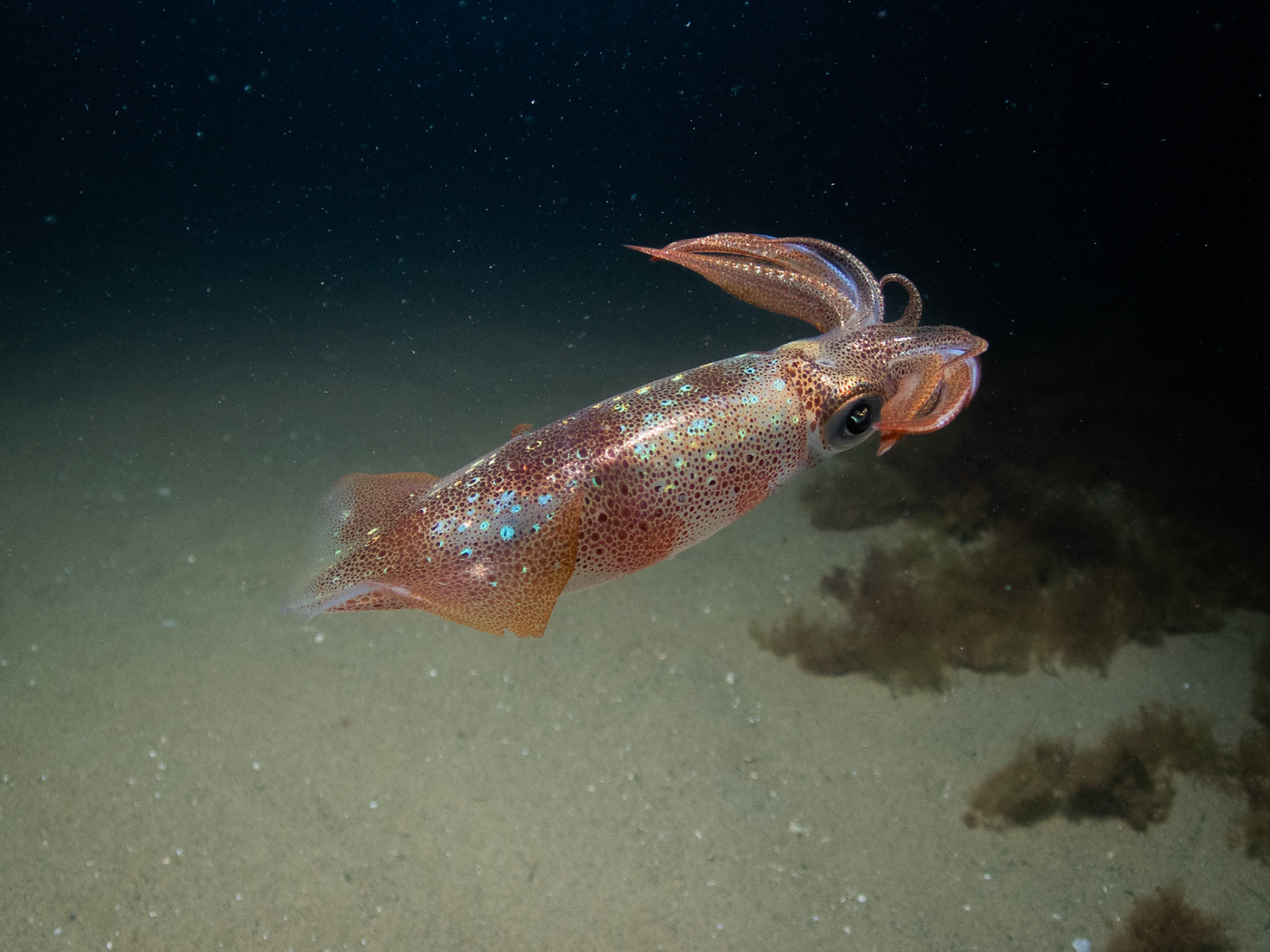 Longfin Squid