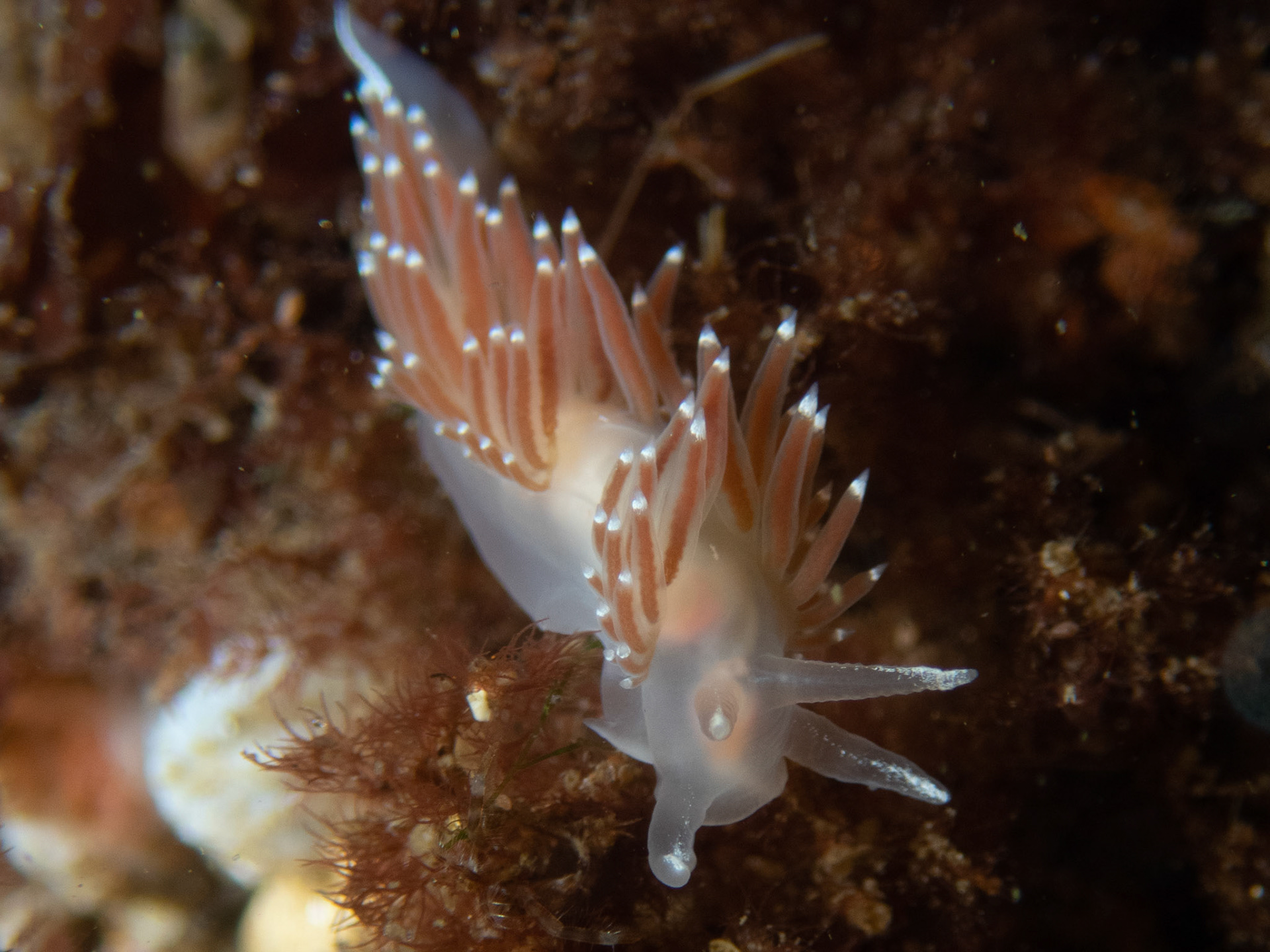 Flabellina verrucosa