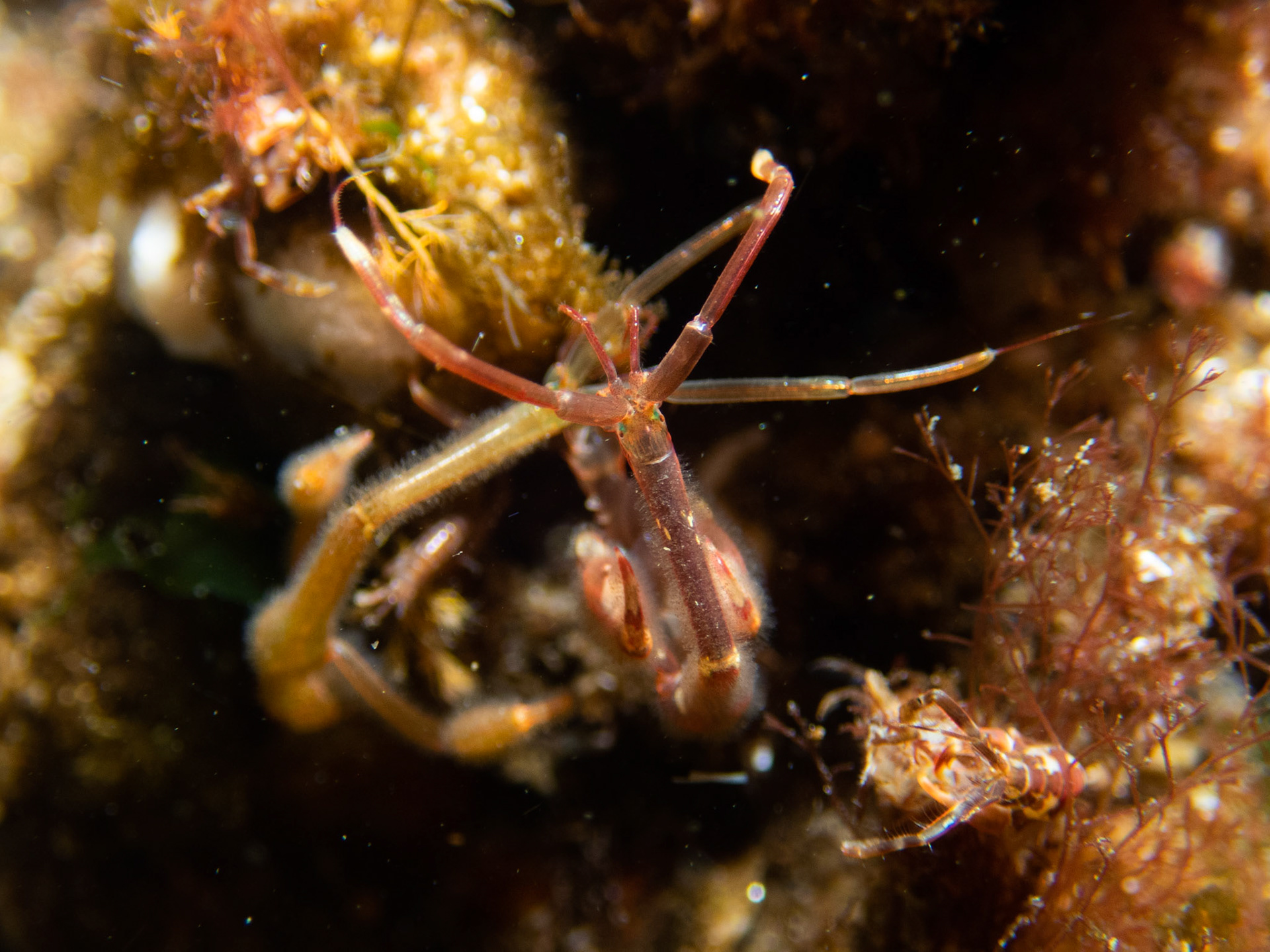 Looking into the eyes of a skeleton shrimp