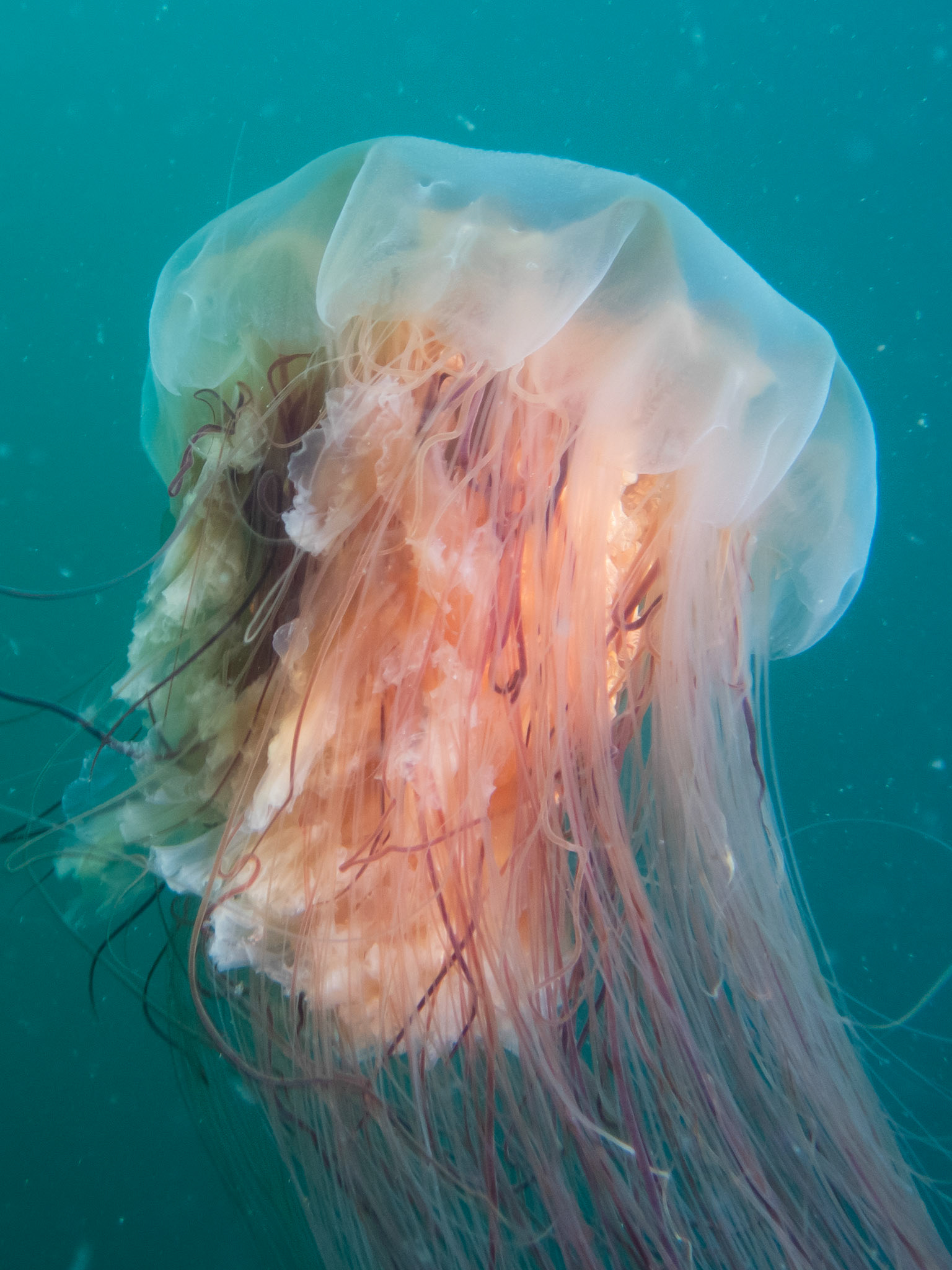 Lion's Mane jelly