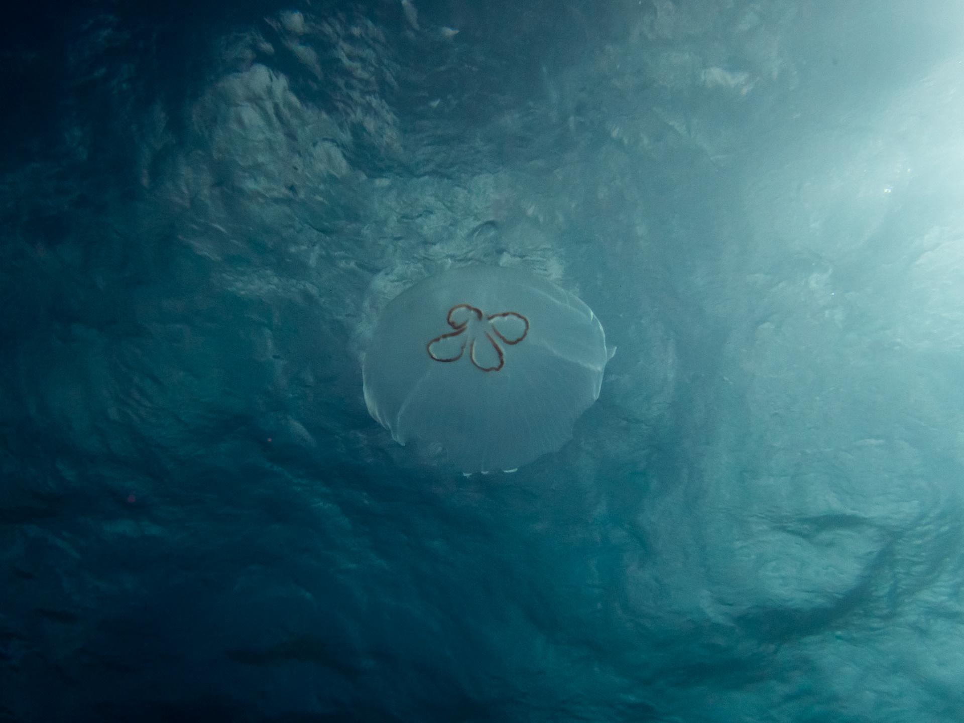 Moon Jelly