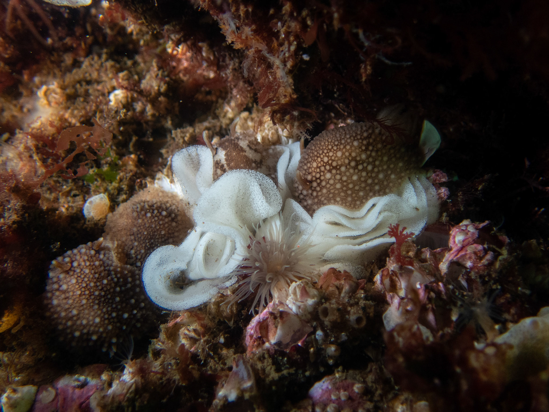 Onchidoris bilamellata pile with eggs