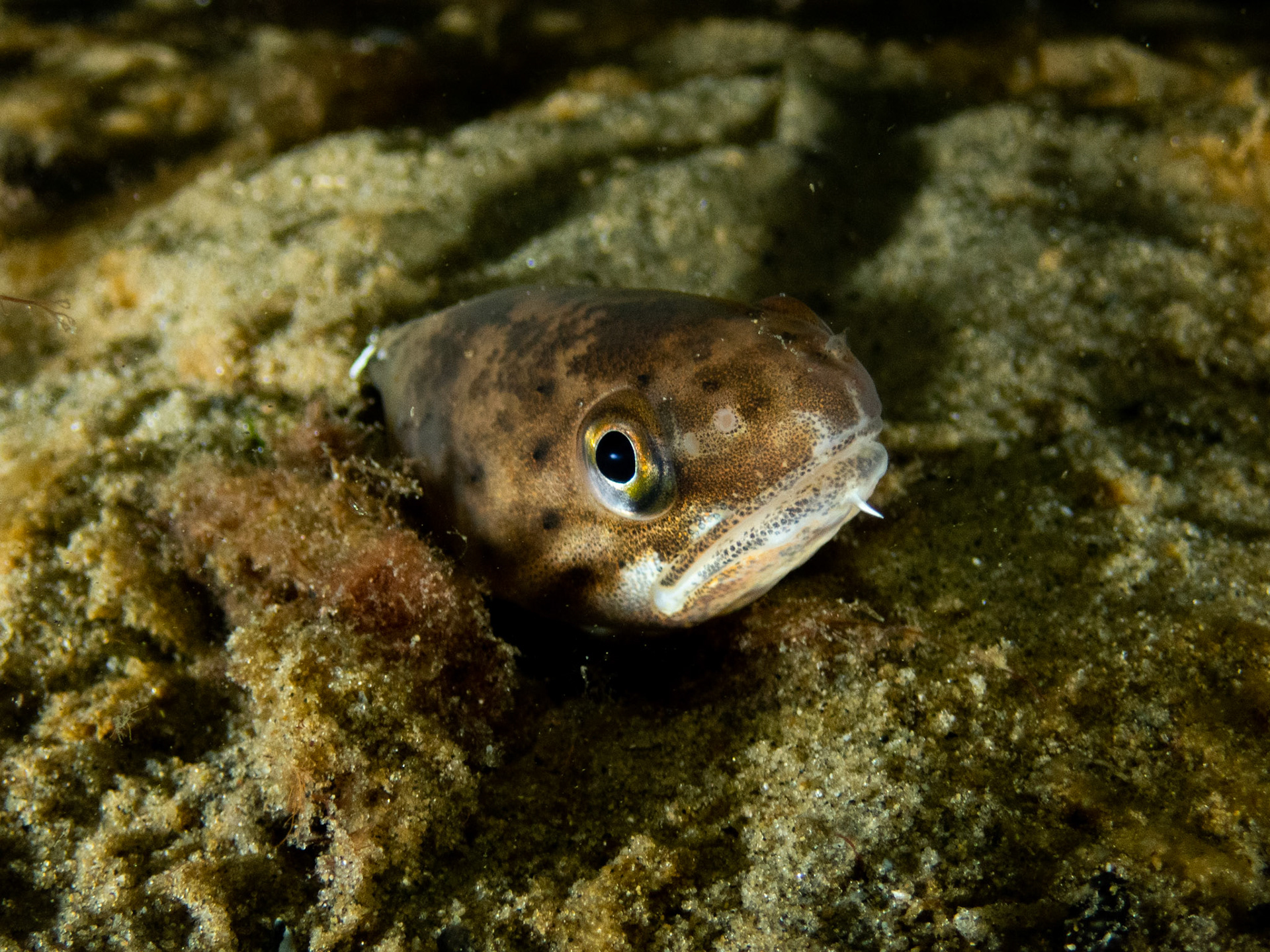 Spotted Hake