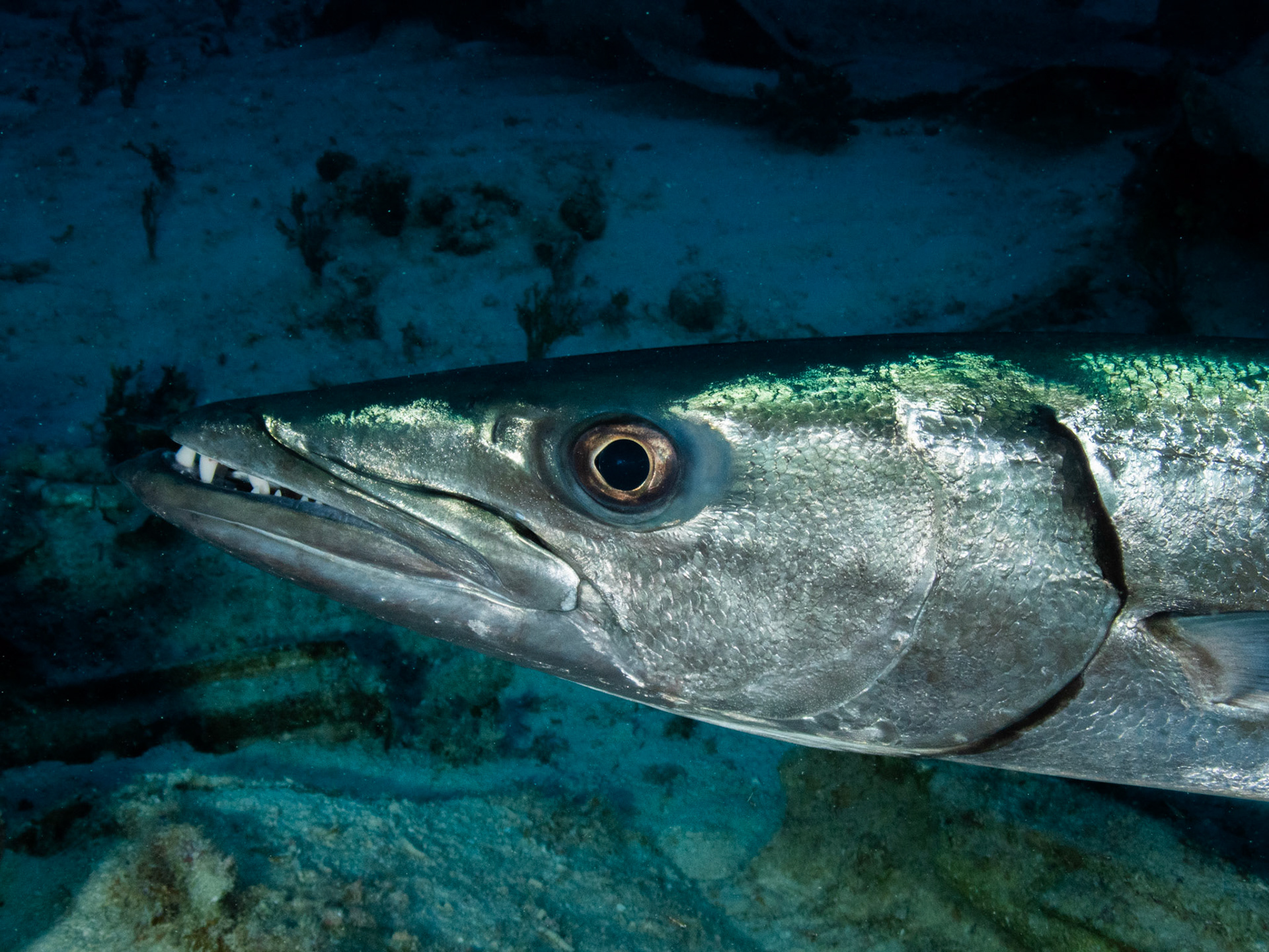 Great Barracuda