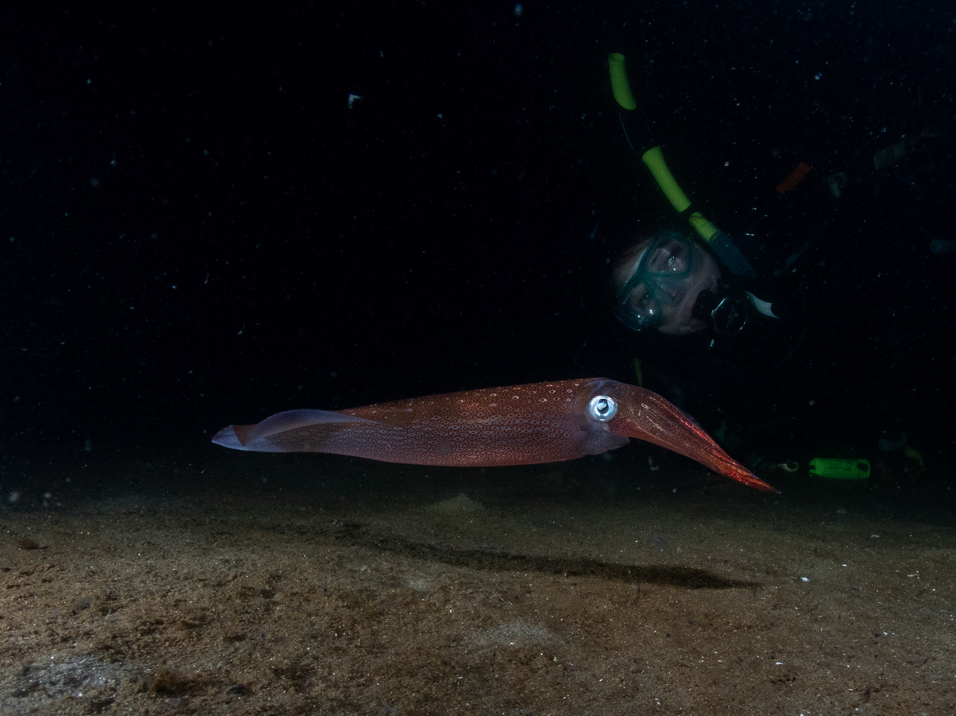 Paula and her squid pal