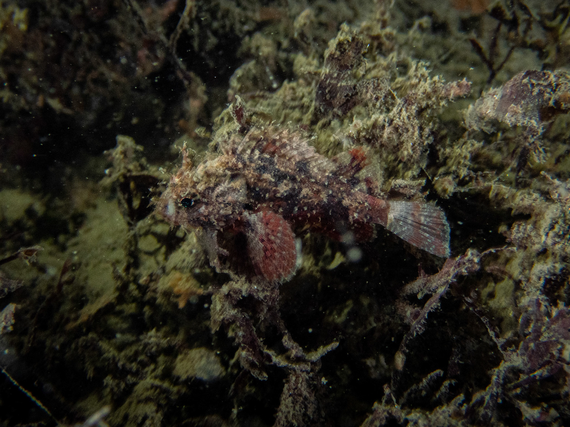 Juvenile scorpionfish?