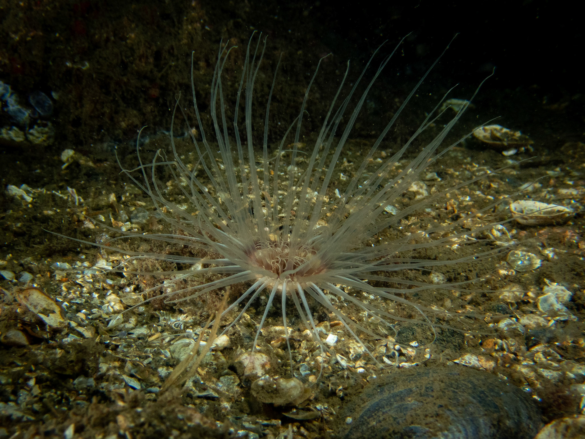 Northern Cerianthid in the sand