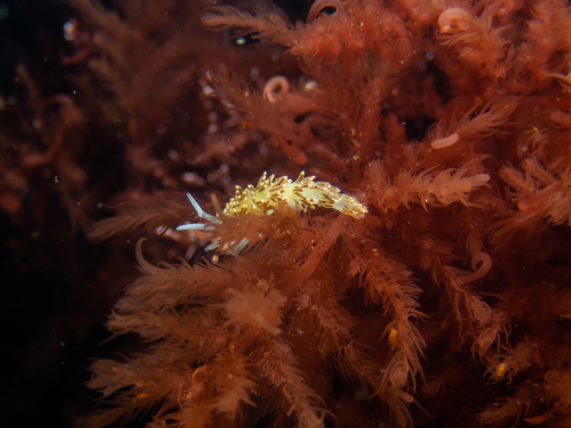 Tenellia viridis