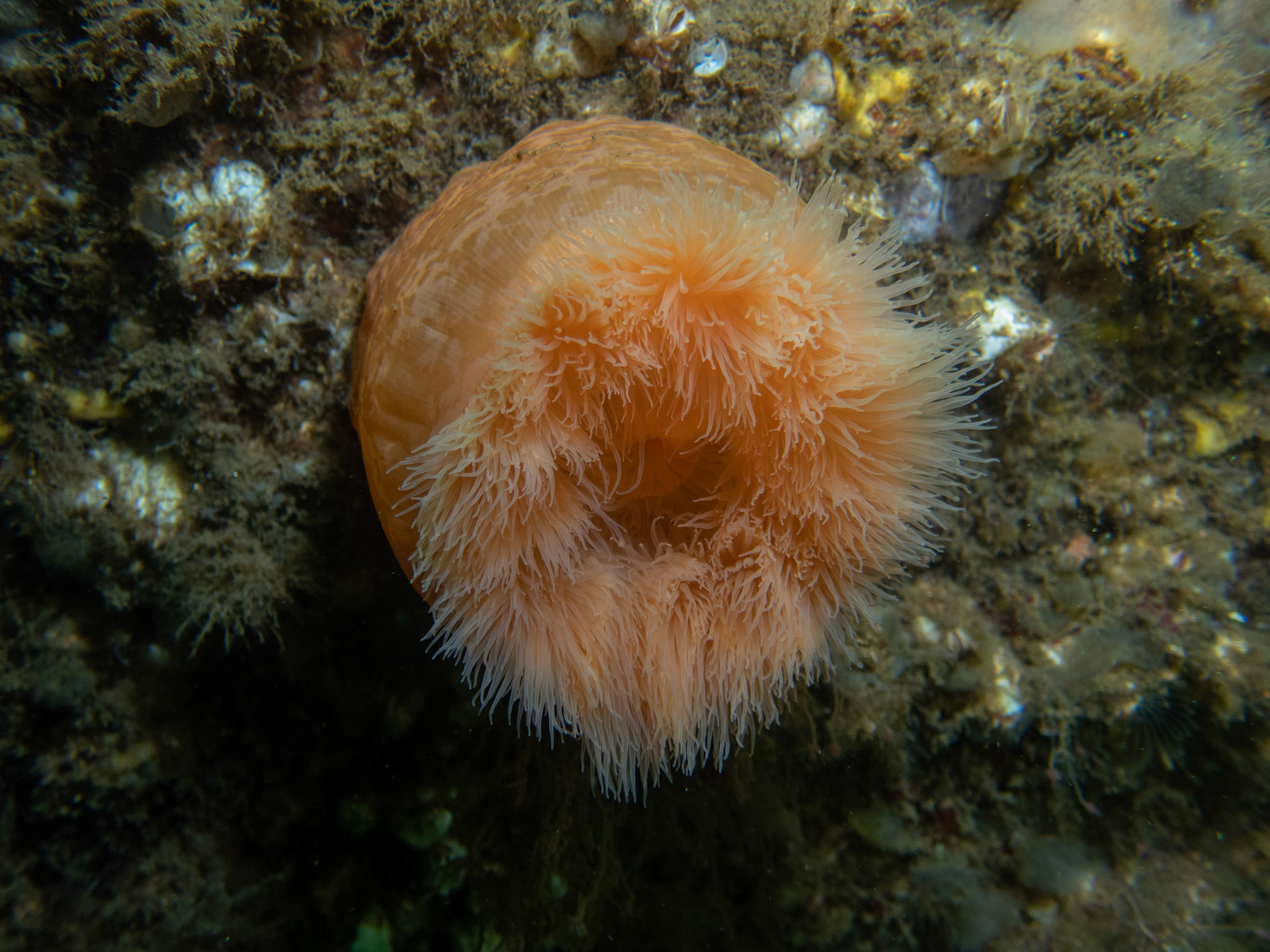 Frilled anemone