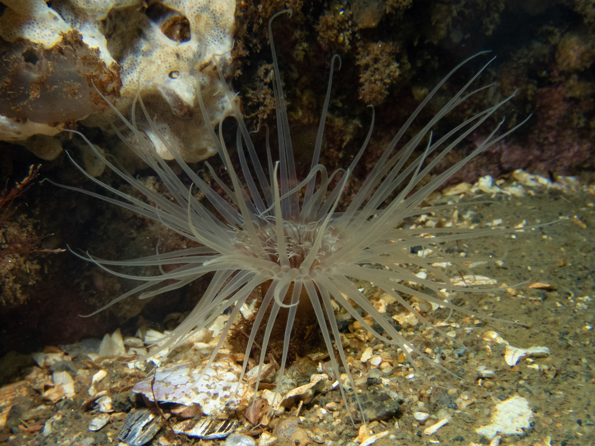 Northern cerianthid on the bottom