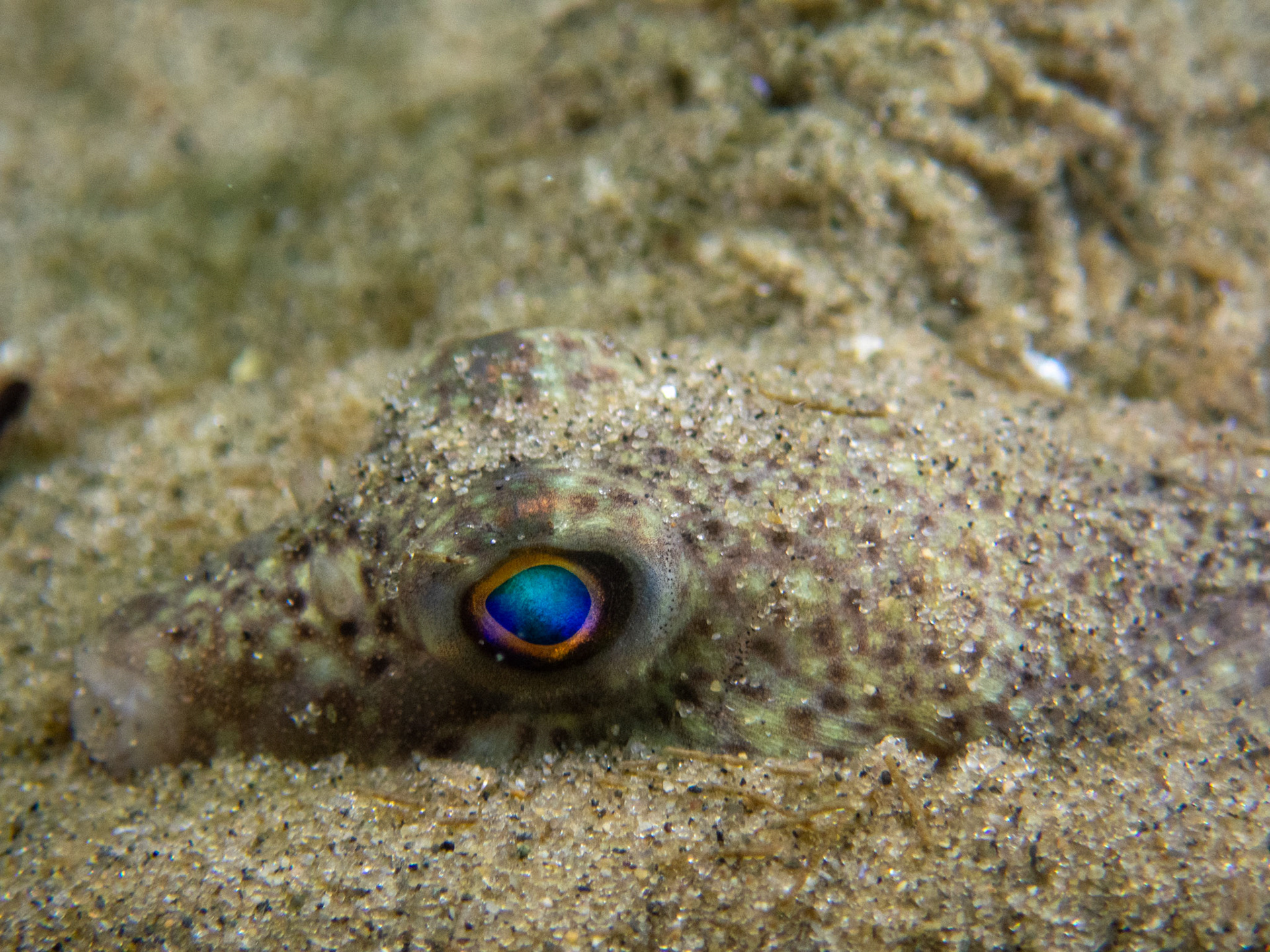 Tiny Northern Puffer in the sand