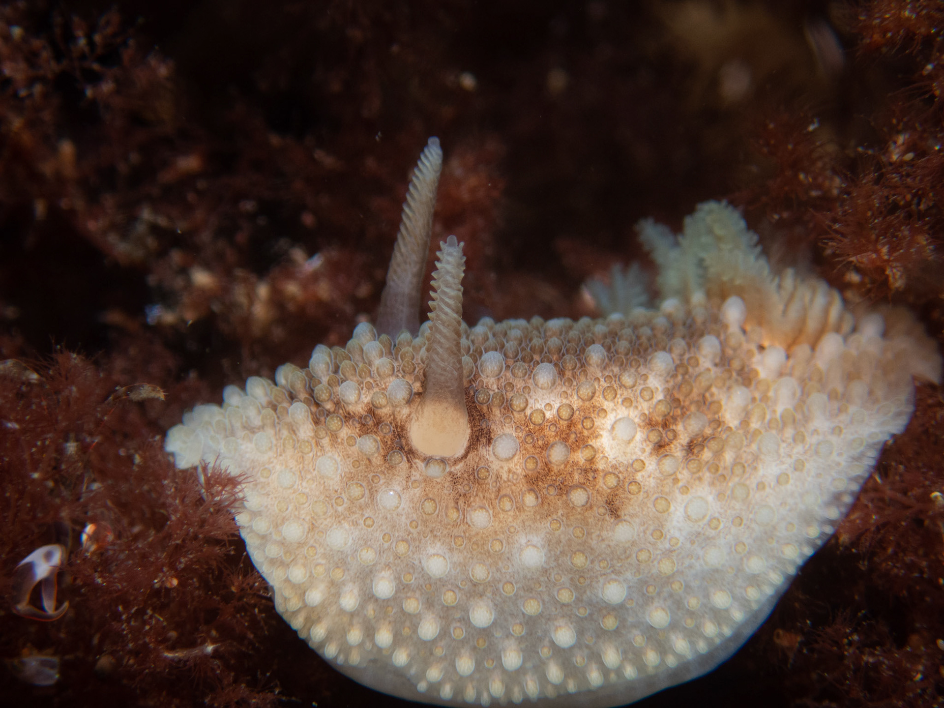 Onchidoris bilamellata
