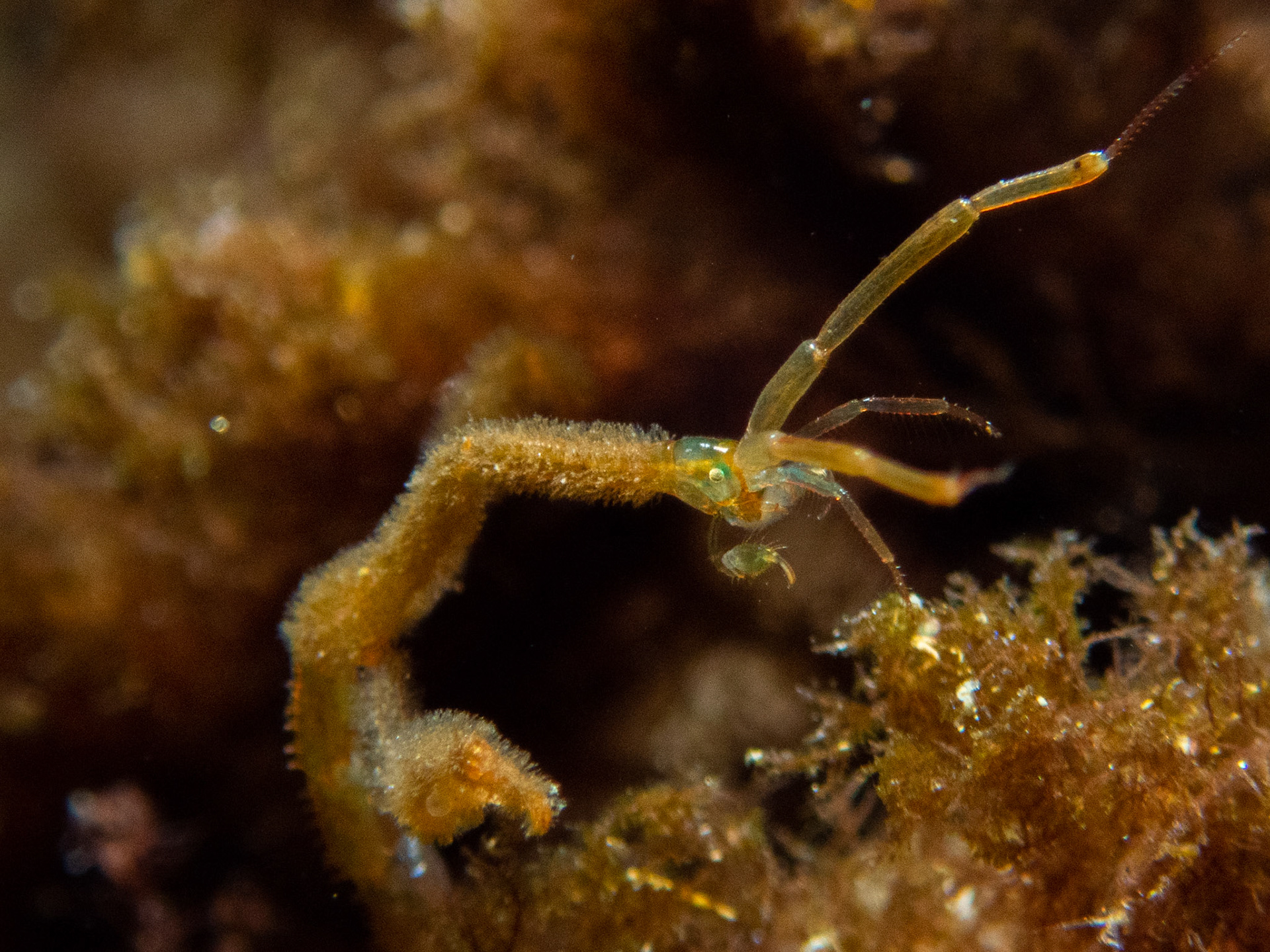Skeleton shrimp