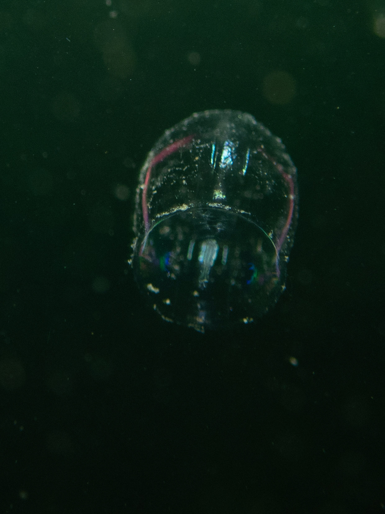 Unknown tiny jelly