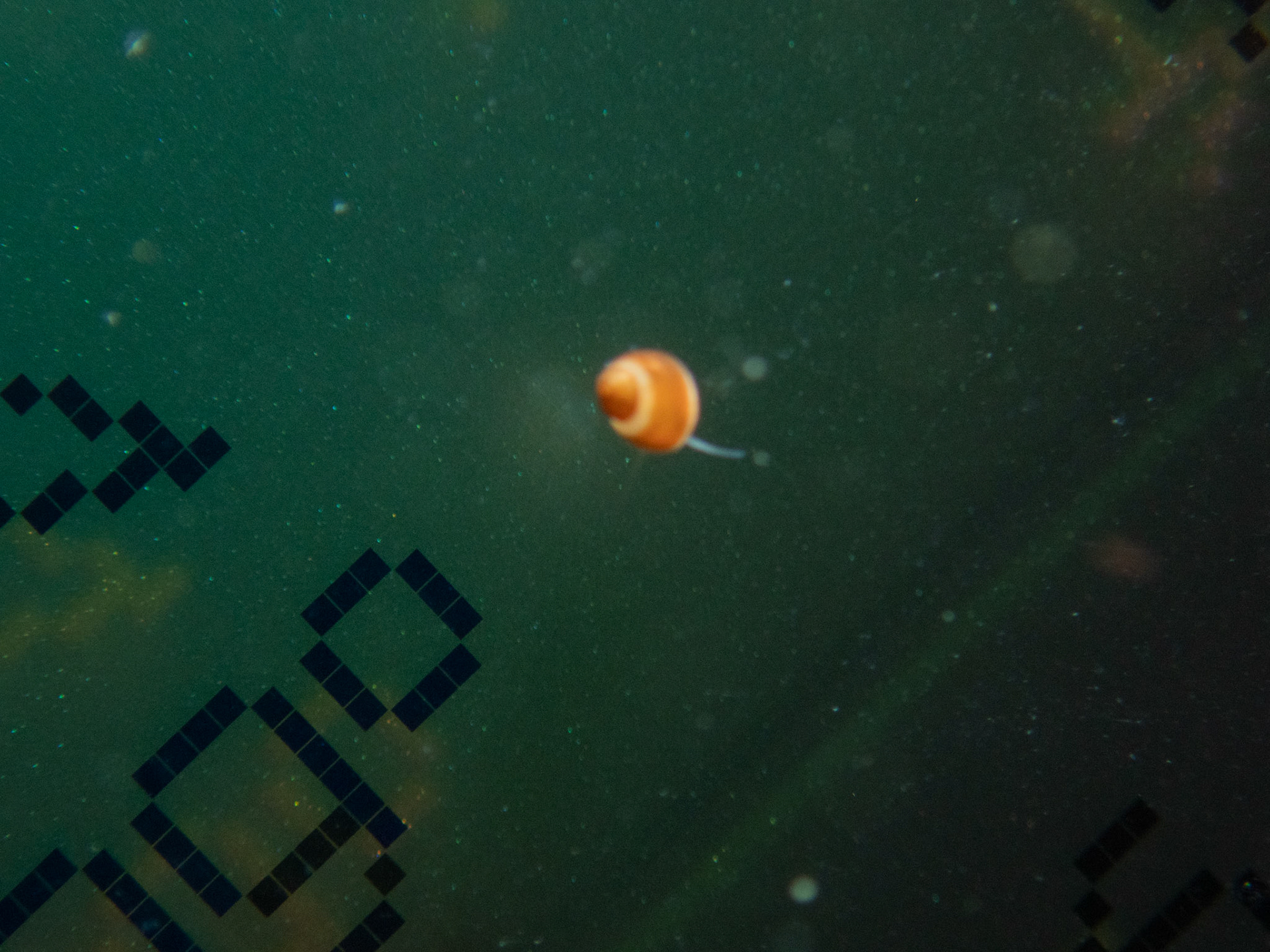 Tiny hitchhiker on my dive computer