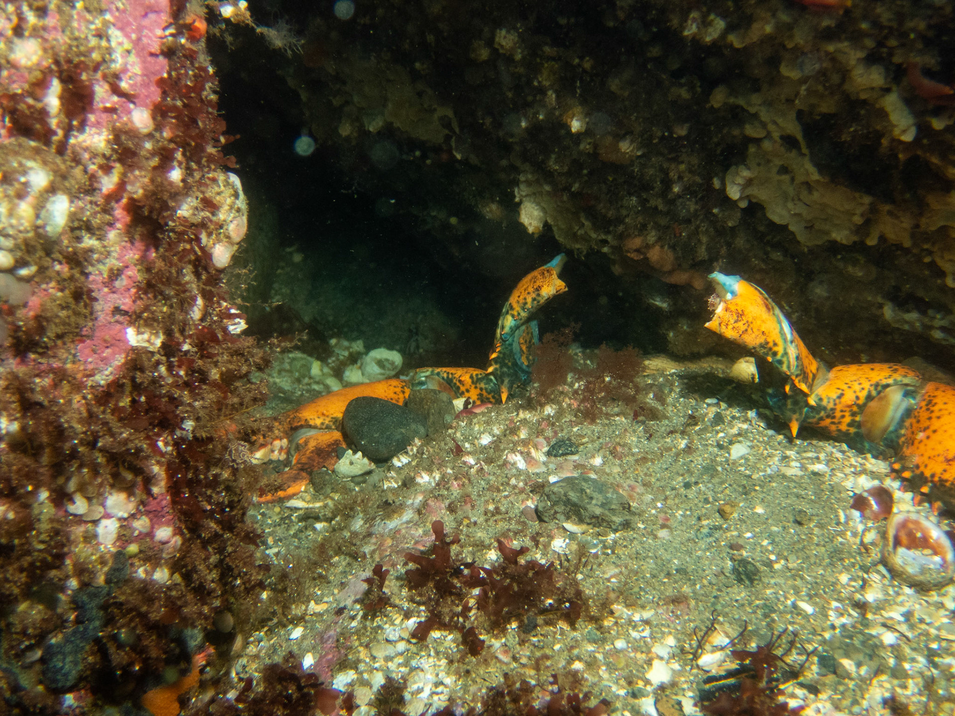 This is a curious scene. Where did the middle of this large lobster go?