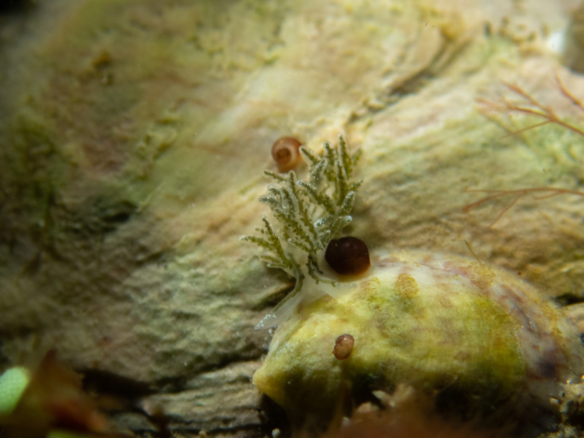 Placida dendritica