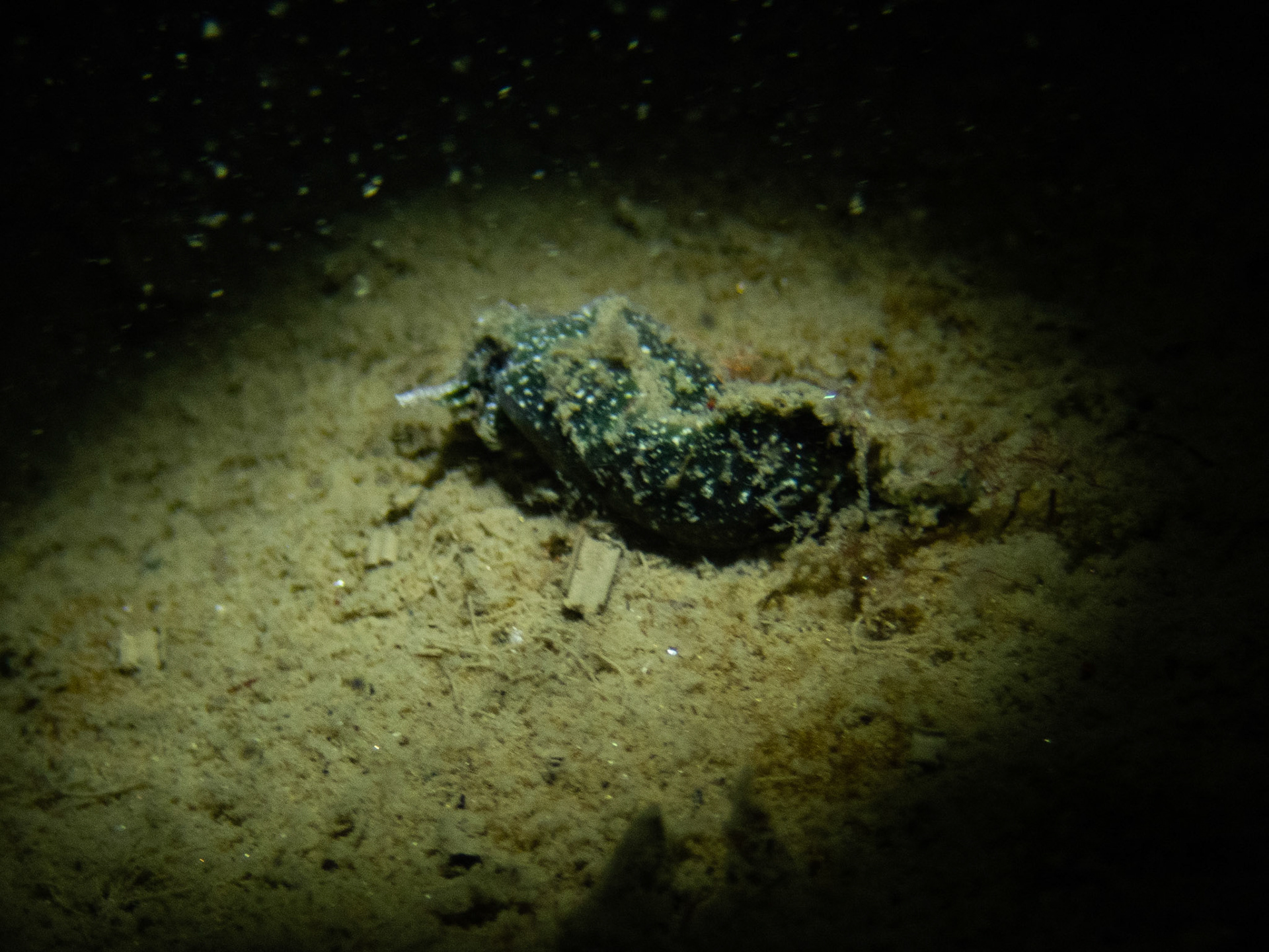 Terrible picture, but the best shot I have of Elysia chlorotica