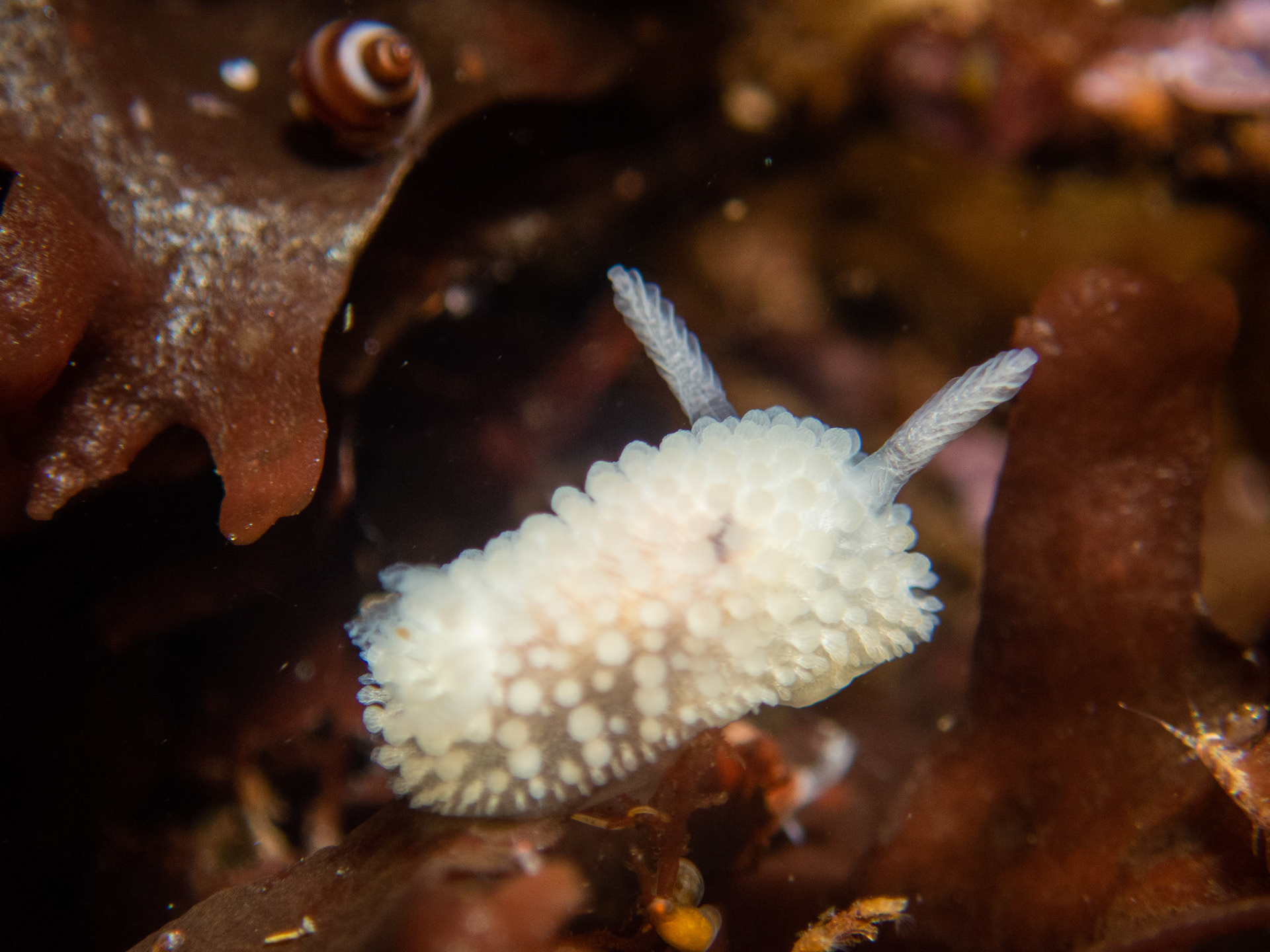 Onchidoris muricata