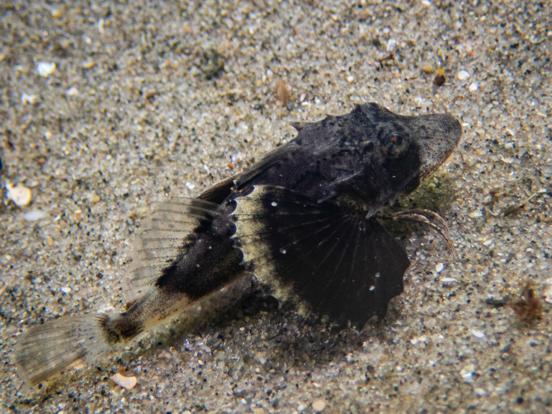 Tiny sea robin in the sand