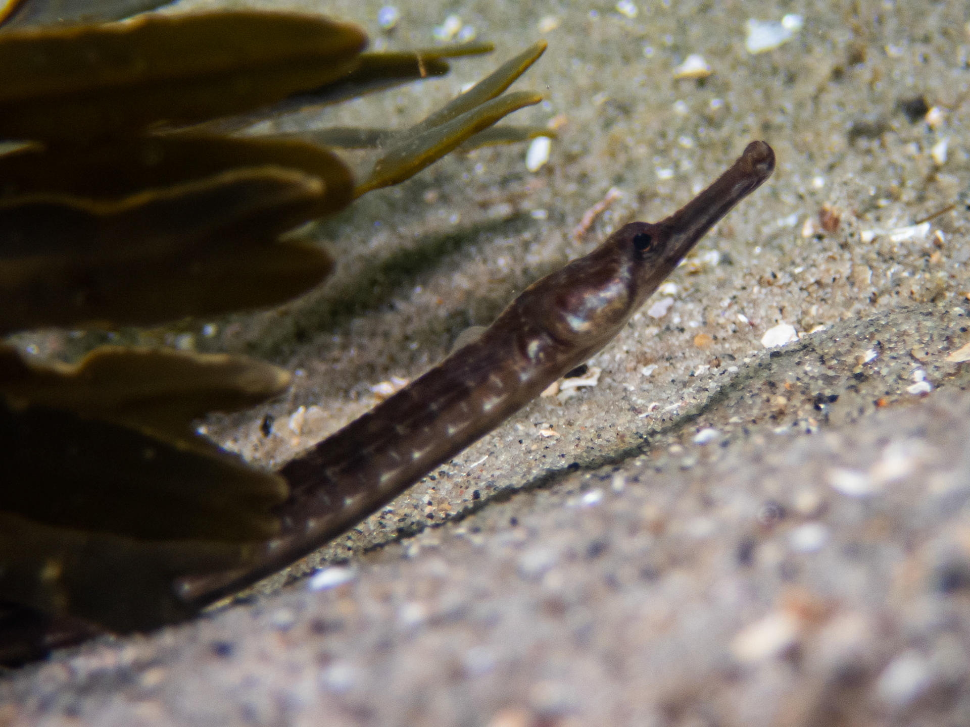 Northern pipefish